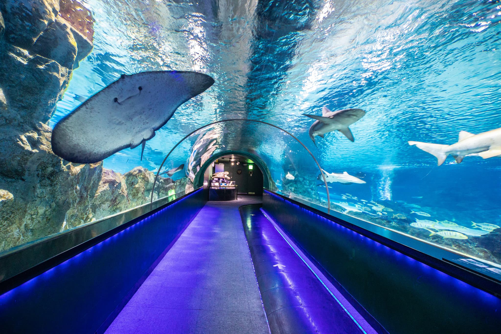 SEA LIFE COEX, Seoul Aquarium Ticket - image 9