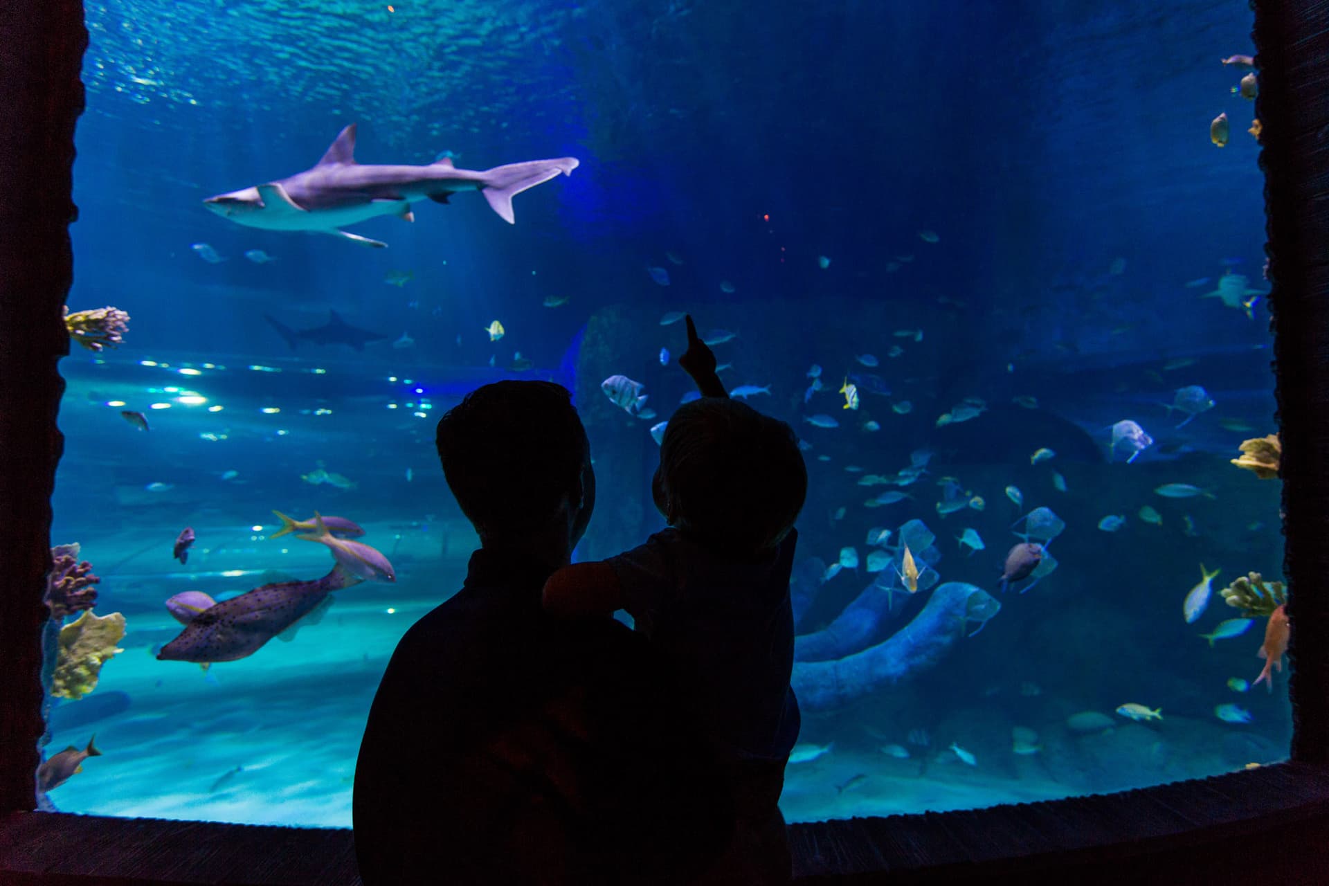 Go City Orlando All-Inclusive Pass: Save up to 50% on Attractions - imagen 26