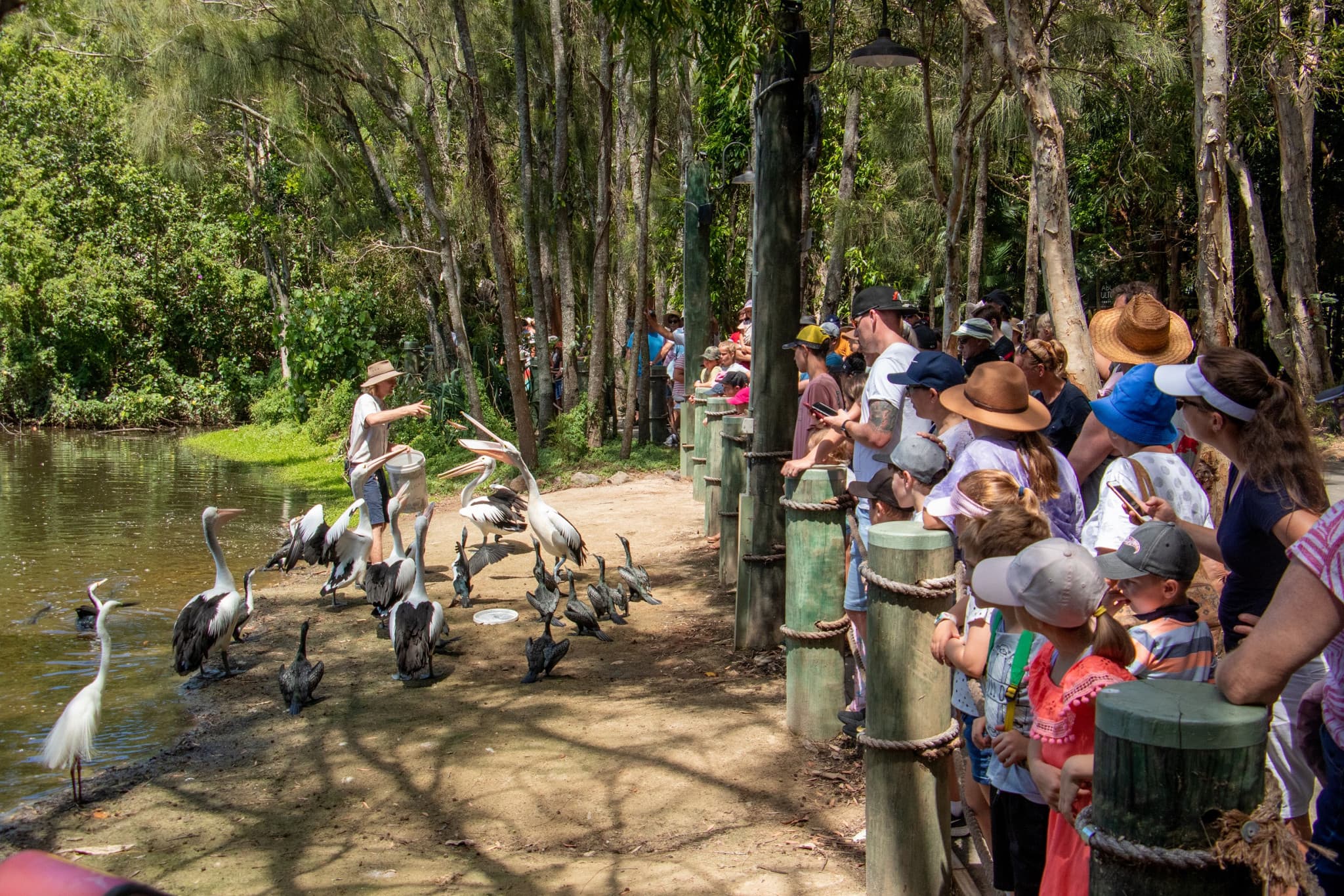 Currumbin Wildlife Sanctuary Gold Coast Ticket - image 10