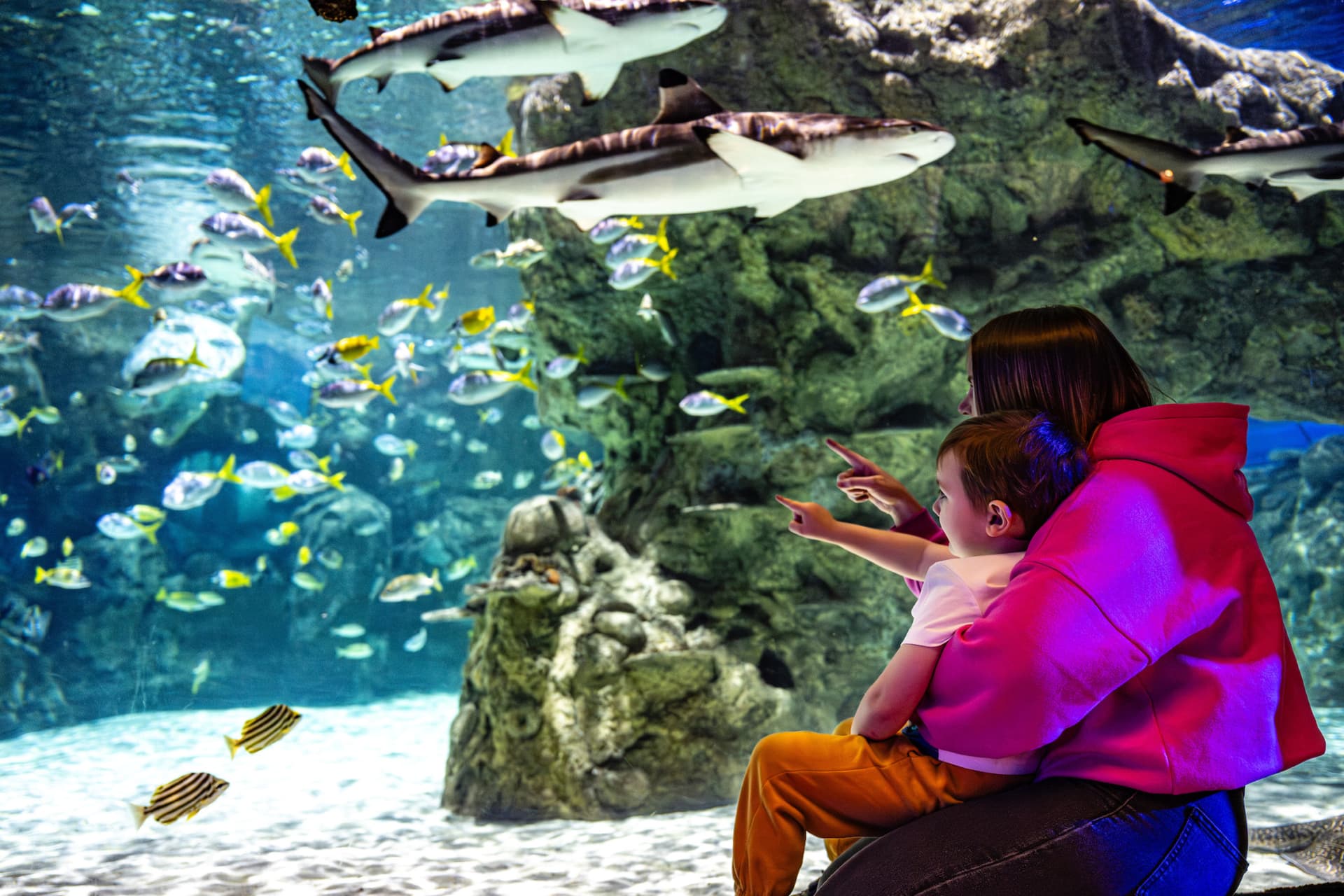 SEA LIFE Brighton Ticket - image 3