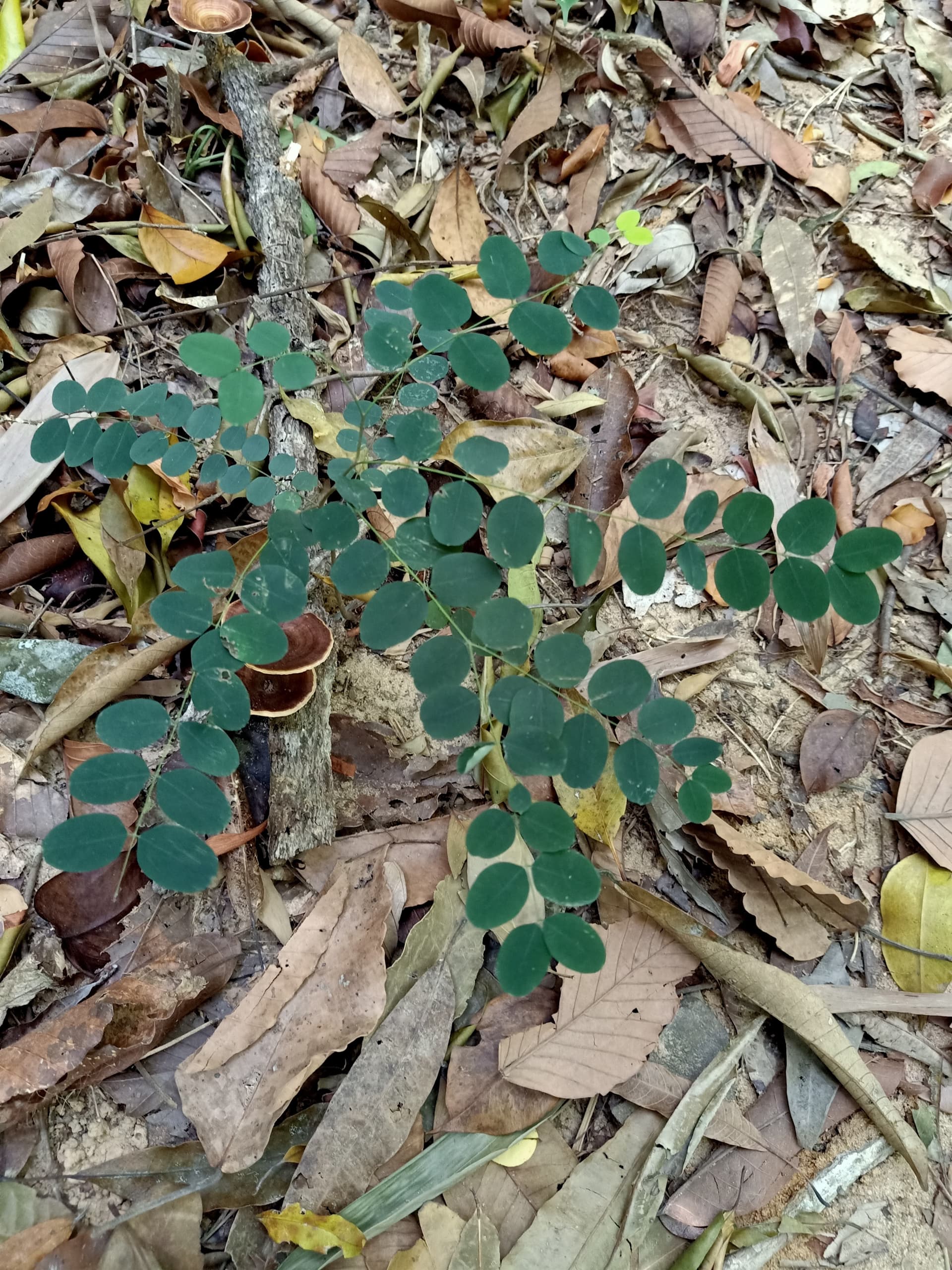 Langkawi Morning Rainforest Walking Tour - image 5