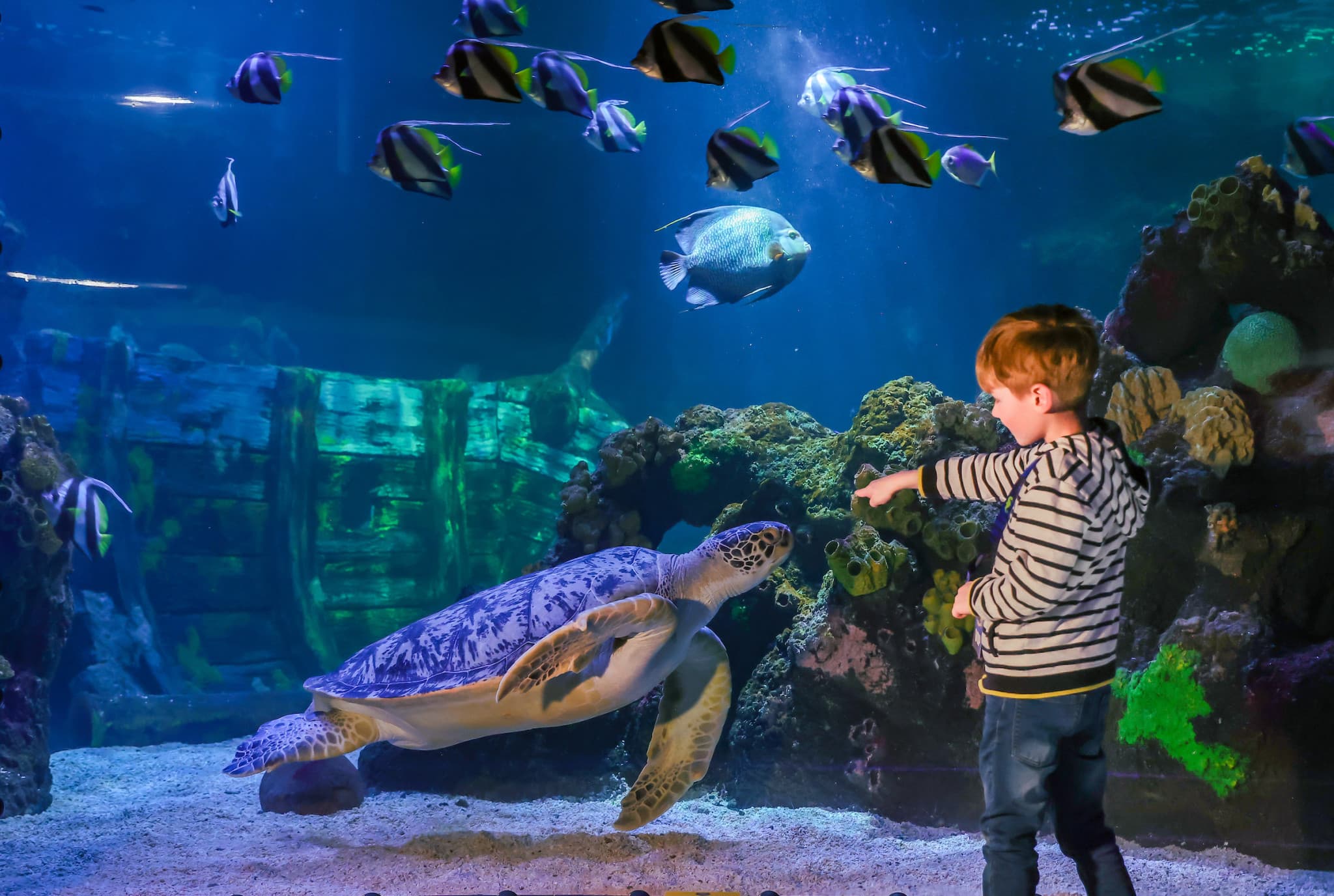SEA LIFE Timmendorfer Strand Aquarium Ticket - main image