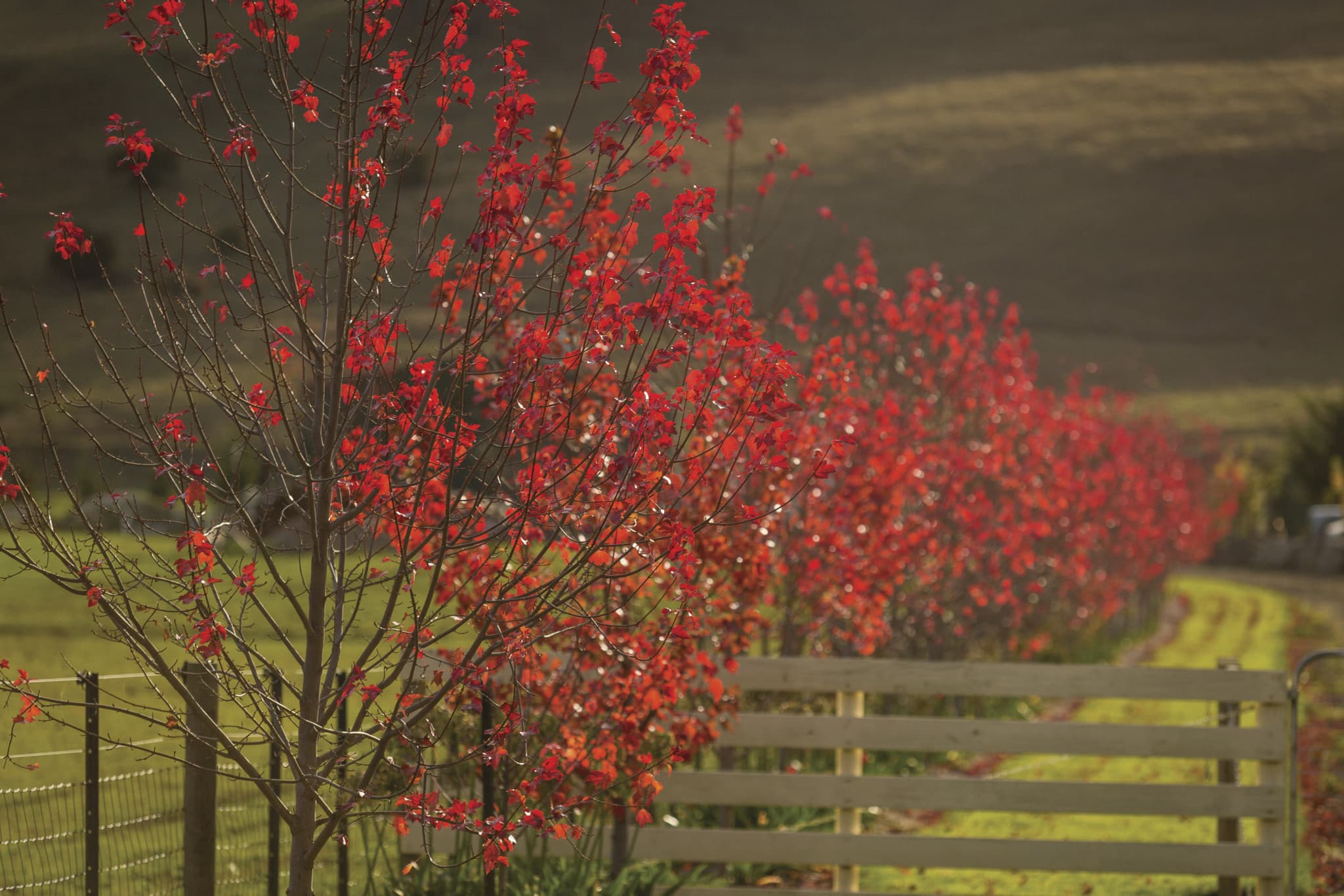 Huon Valley Tour - image 12