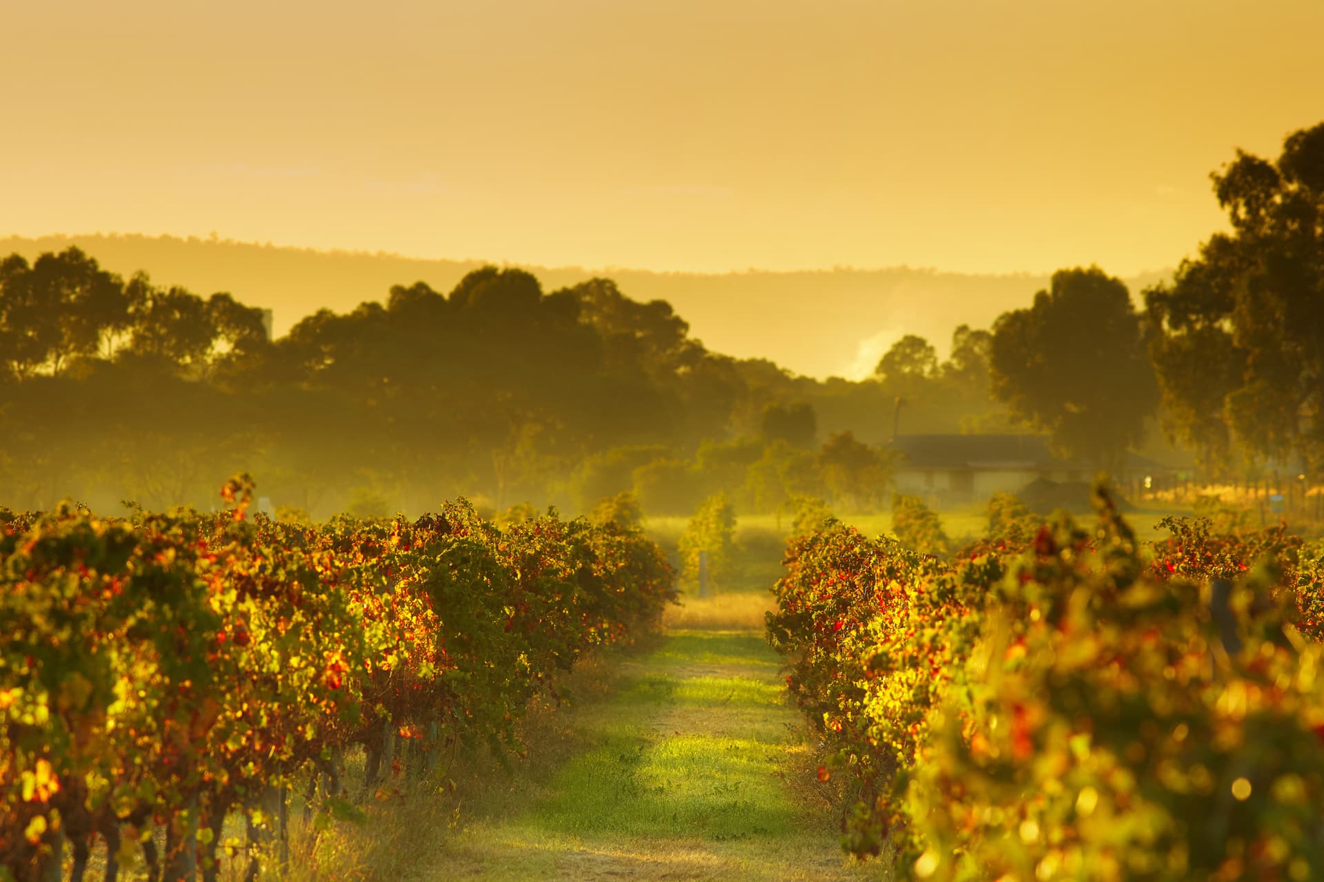 Swan Valley Half-Day Coach Tour with Wine and Chocolate Tasting - image 9