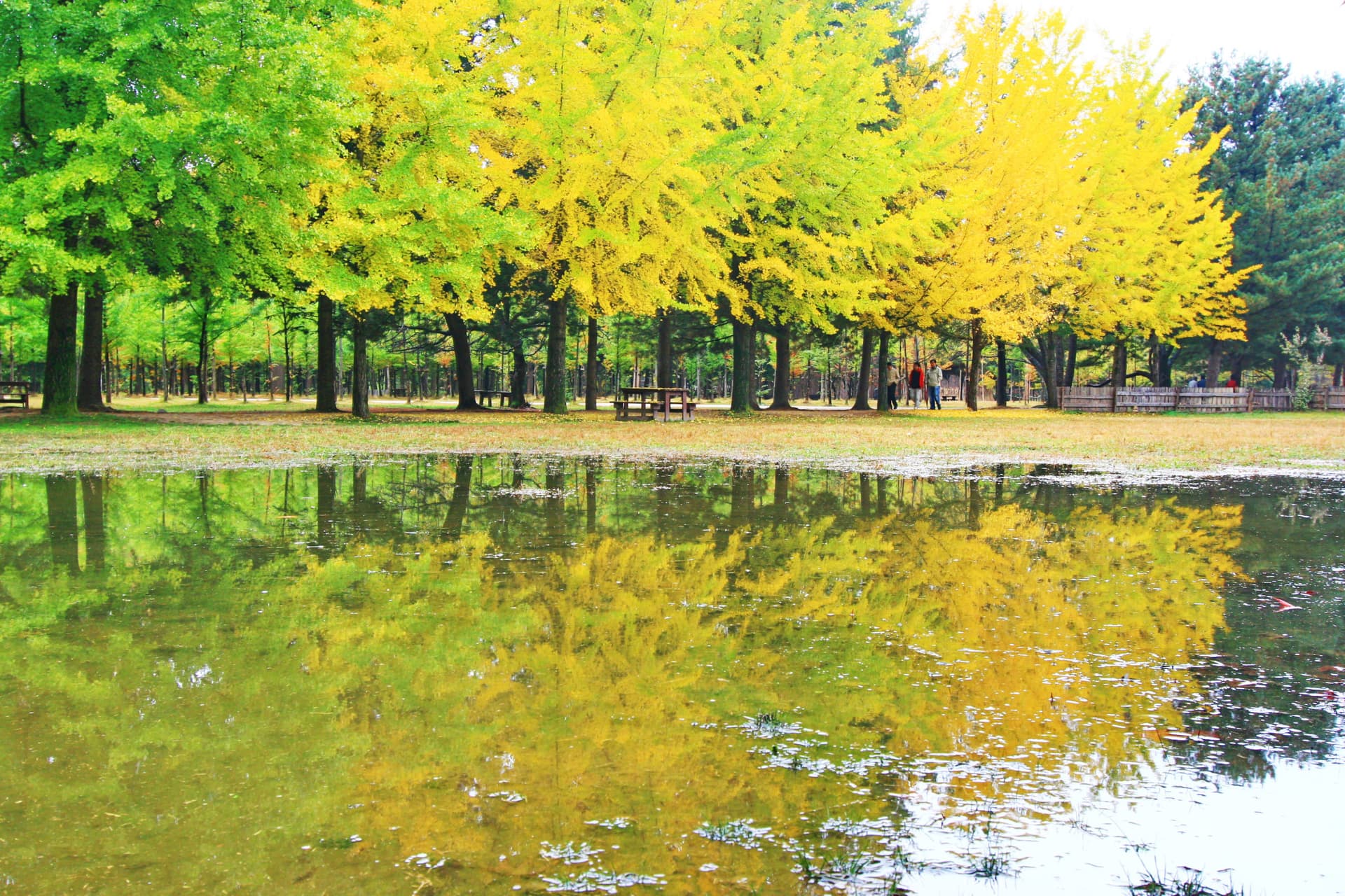 Nami Island and Mount Seorak Full-Day Tour from Seoul - imagen 5