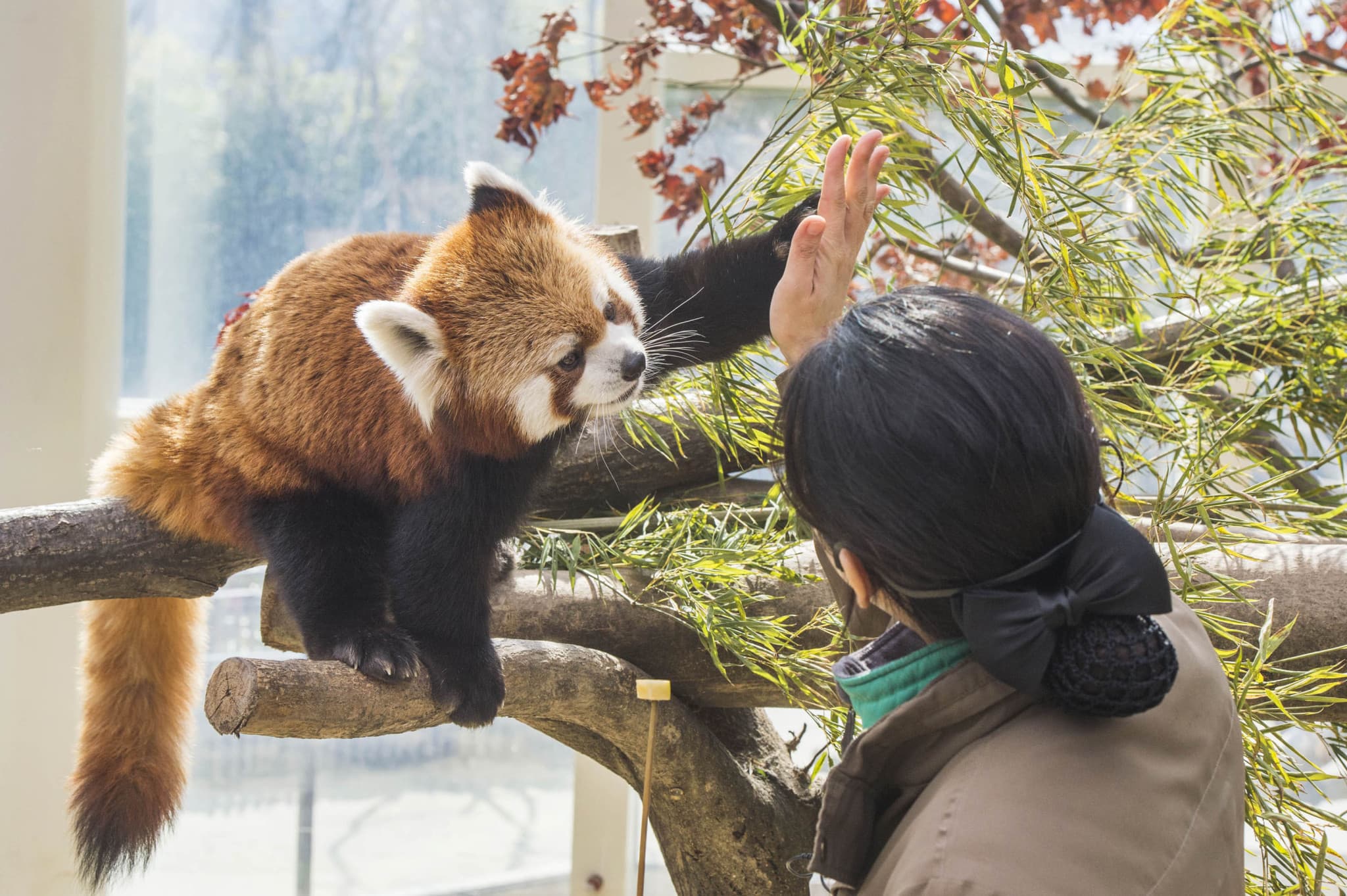 Everland Theme Park with Round Trip Transfers from Seoul - image 14