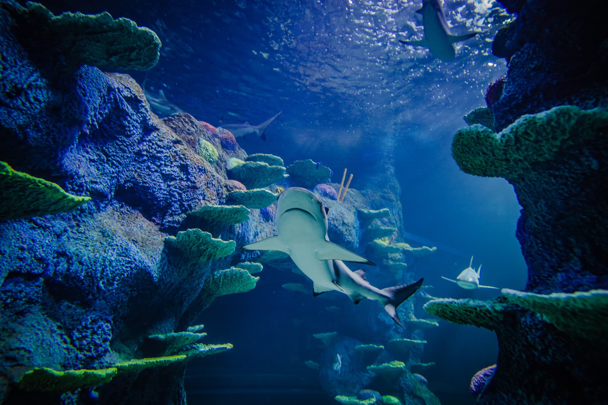 Go City Sydney Essentials Pass: 3 Attractions - image 12
