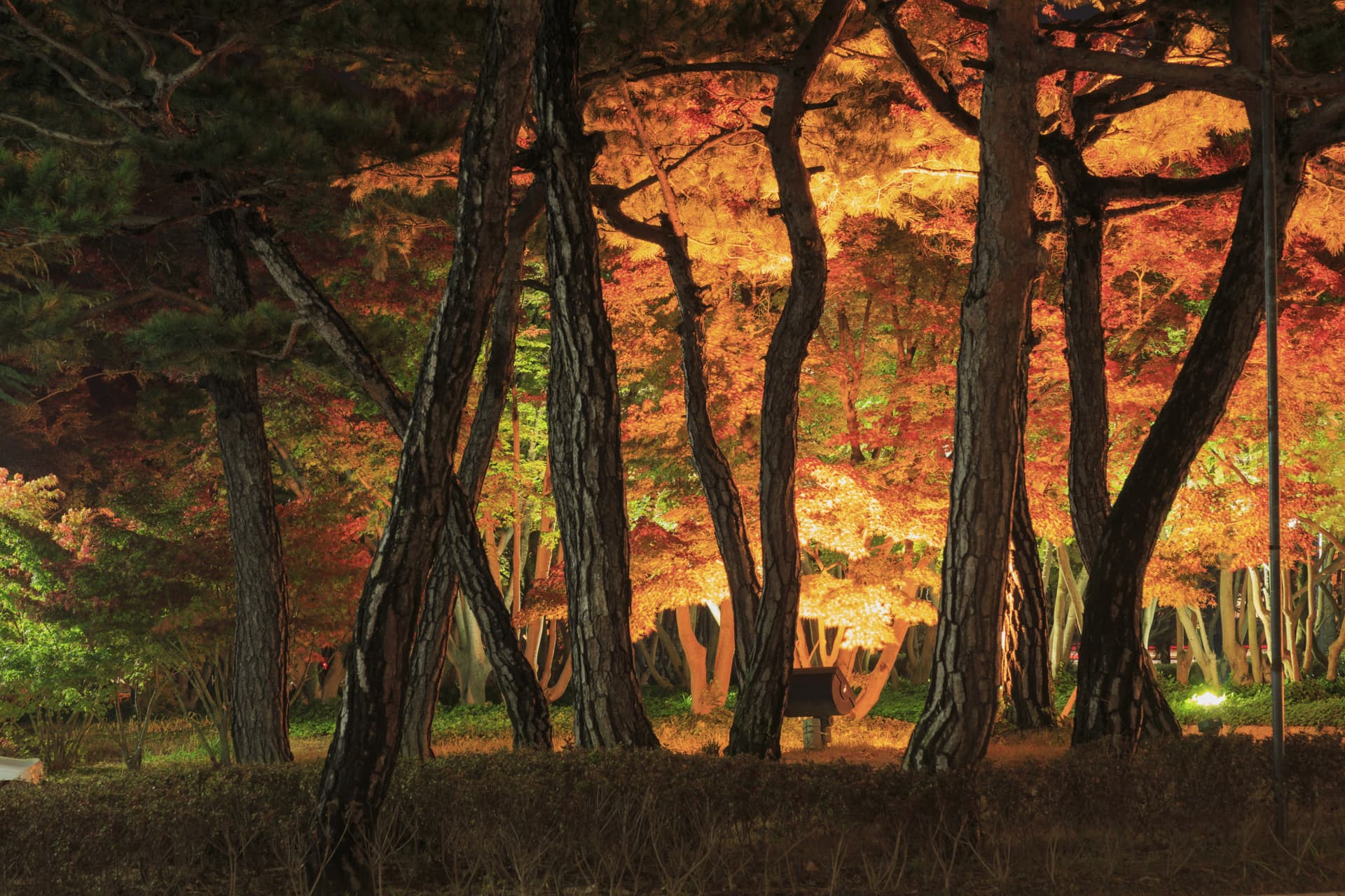 Tour de un día para admirar el follaje otoñal de Gyeongju desde Busan - imagen 7