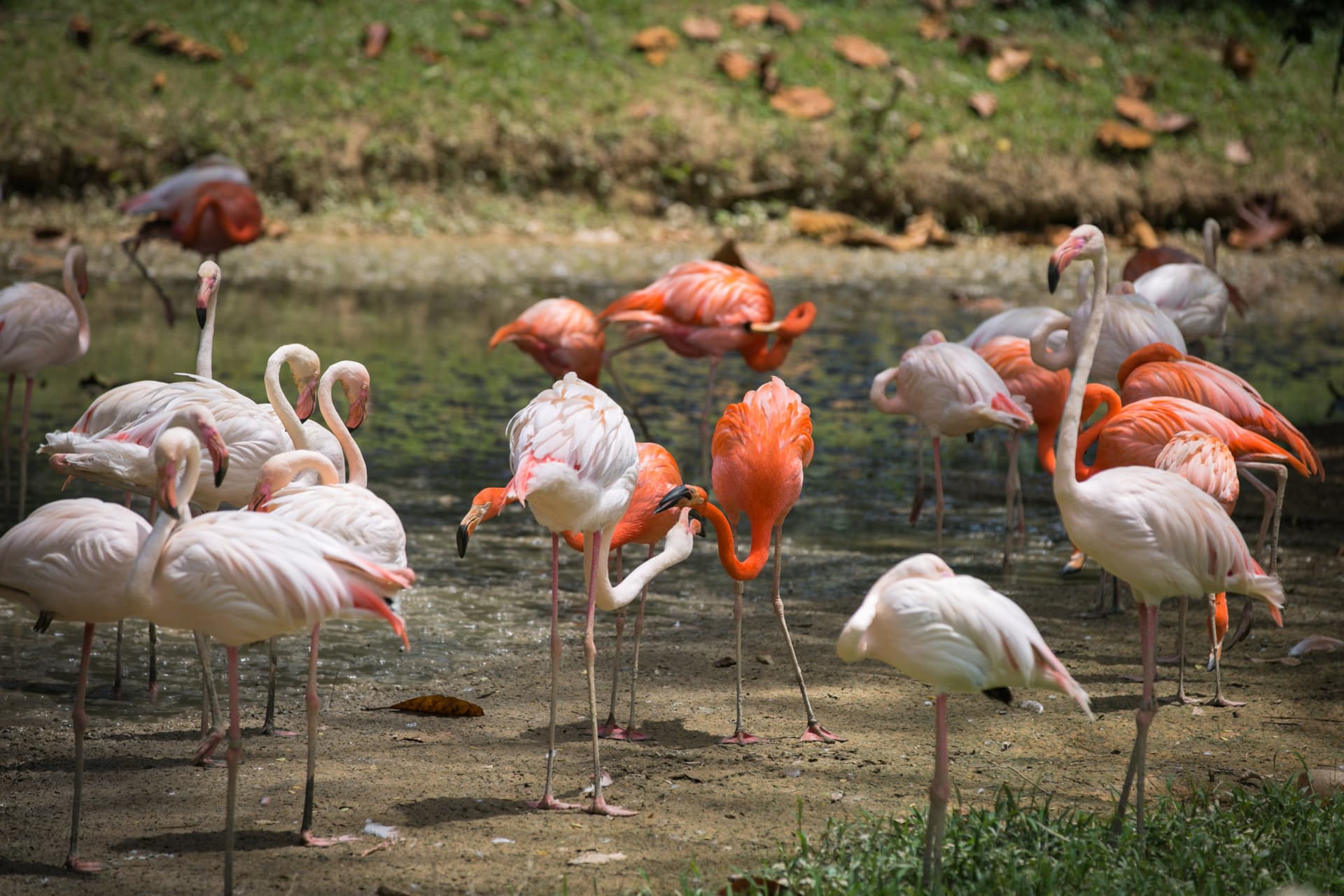 Zoo Negara Malaysia & Panda Conservation Centre Ticket - image 15
