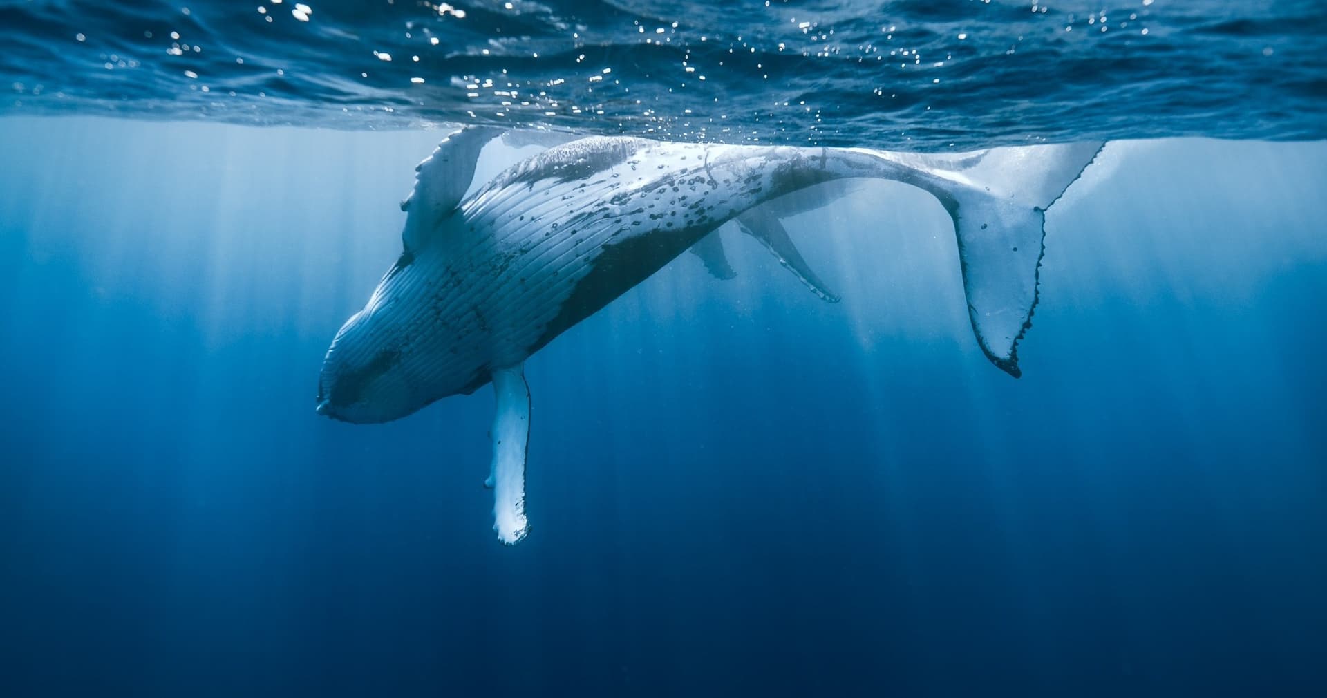 Waikiki Private Whale Watching Cruise - imagen 2
