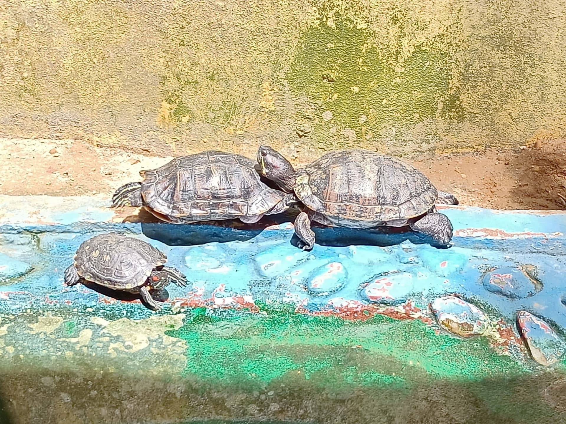 Langkawi Wildlife Park - imagen 19