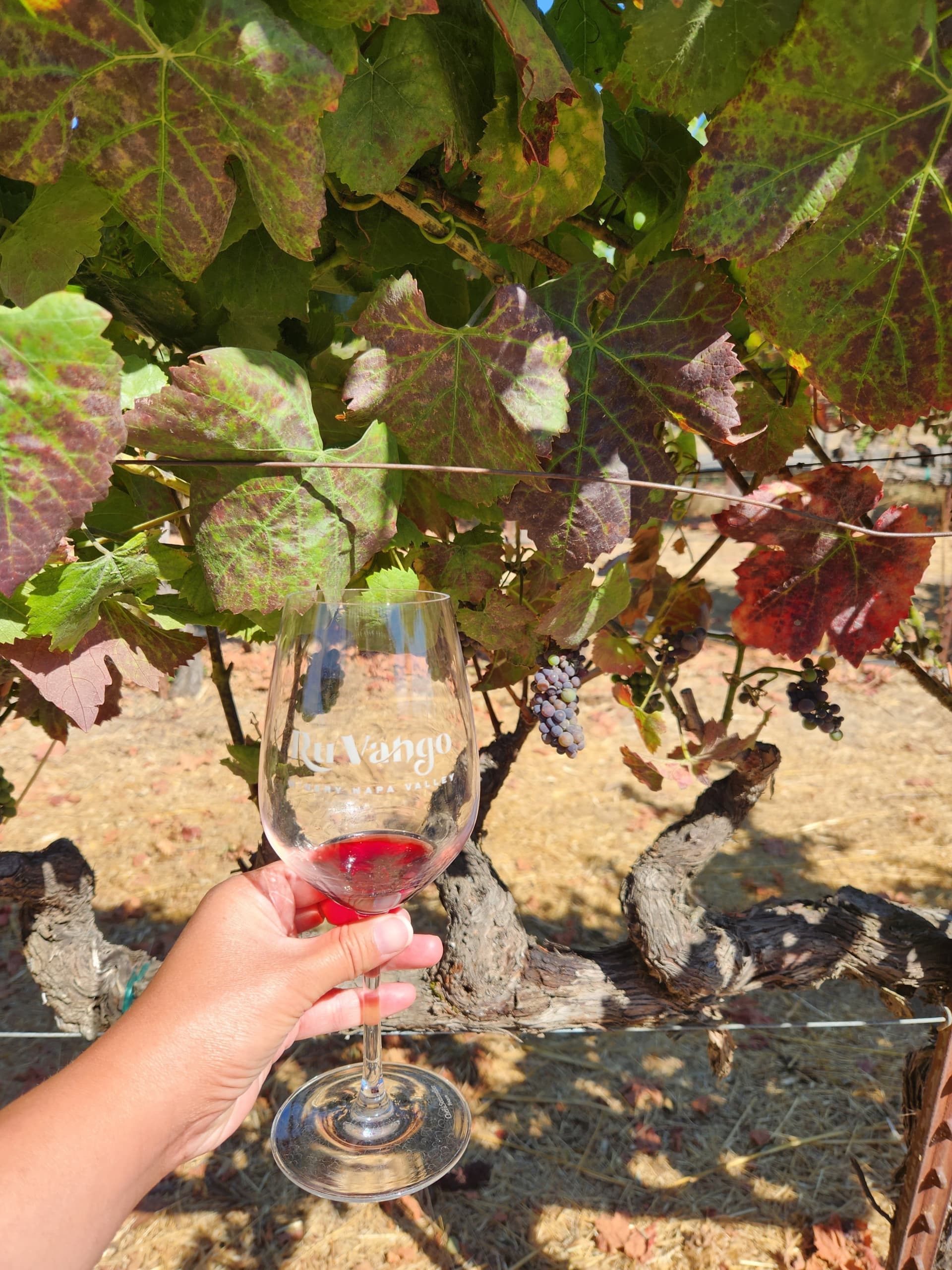 Napa and Sonoma Valley Wine Tasting Tour from San Francisco - imagen principal