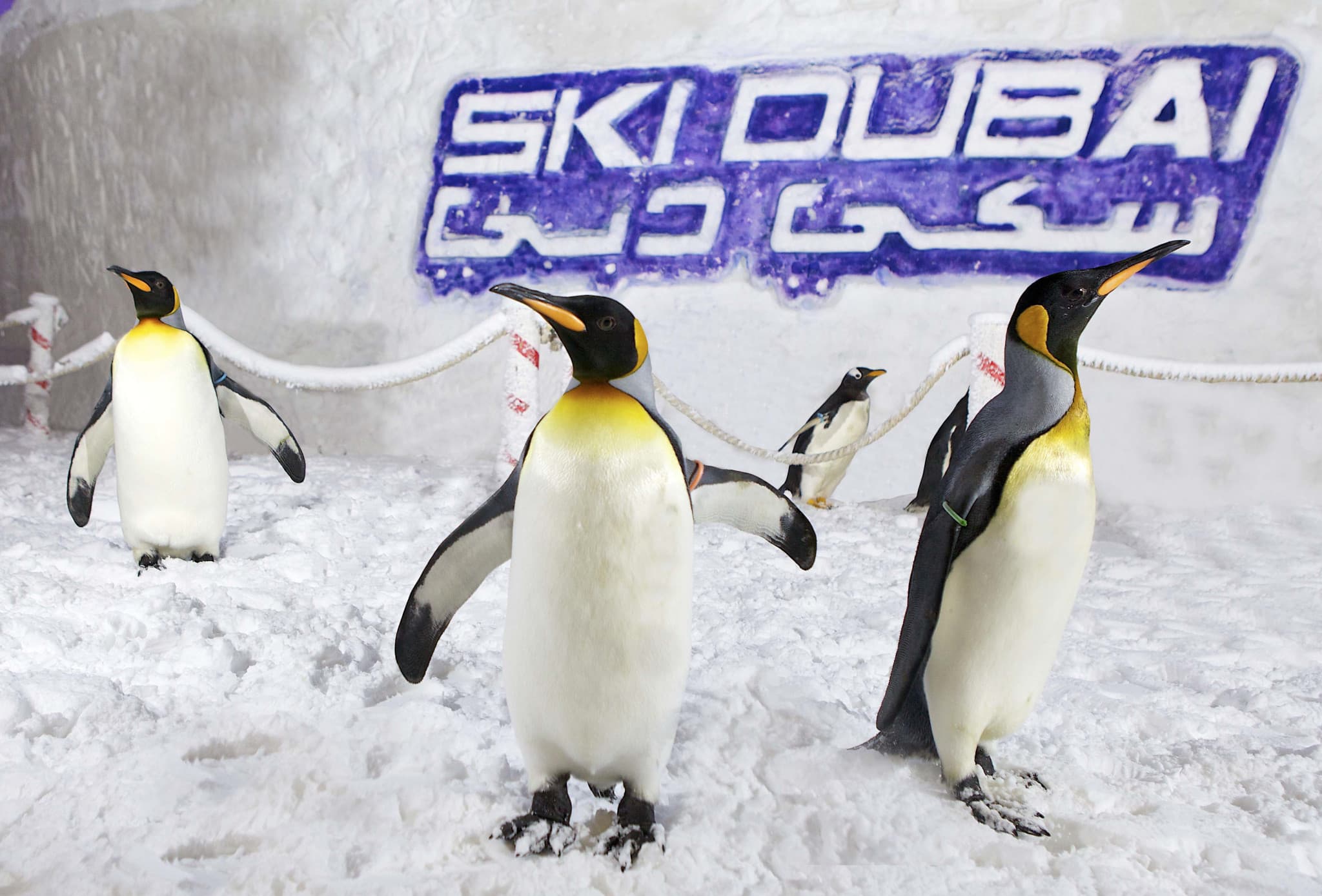Go City Dubai All-Inclusive Pass: Save up to 50% on Attractions - image 5