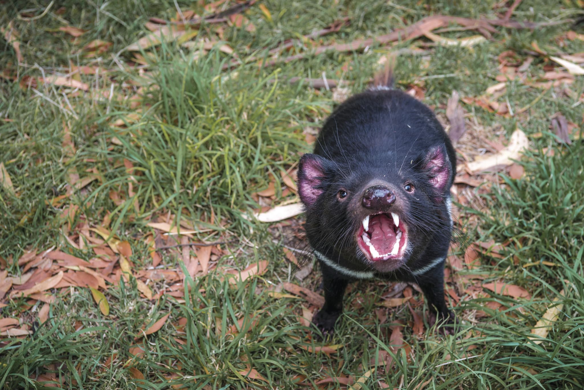 Richmond Village and Bonorong Wildlife Sanctuary Tour - image 13