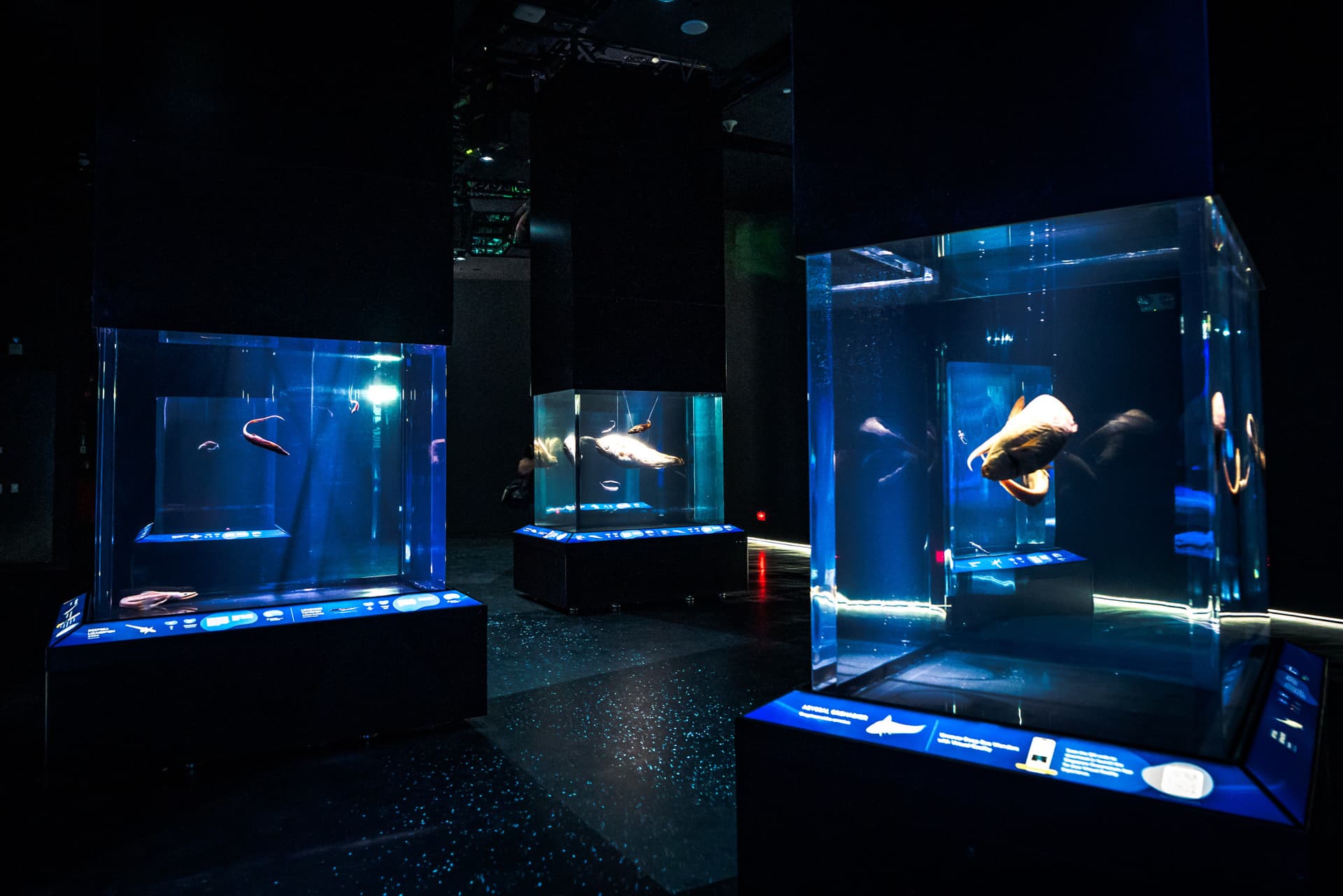 COMBO: Singapore Oceanarium + Albatross Hop-On Hop-Off Speedboat Tickets - imagen 3