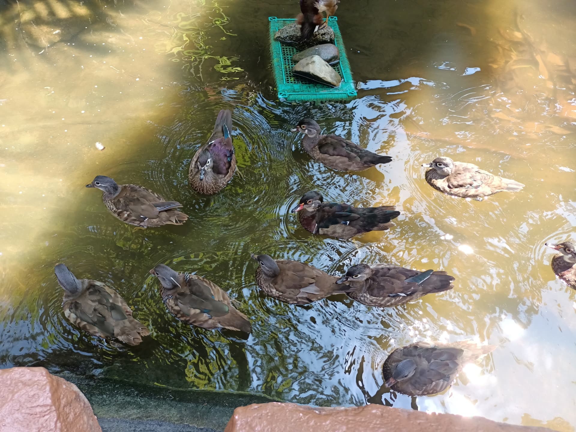 Langkawi Wildlife Park - imagen 21