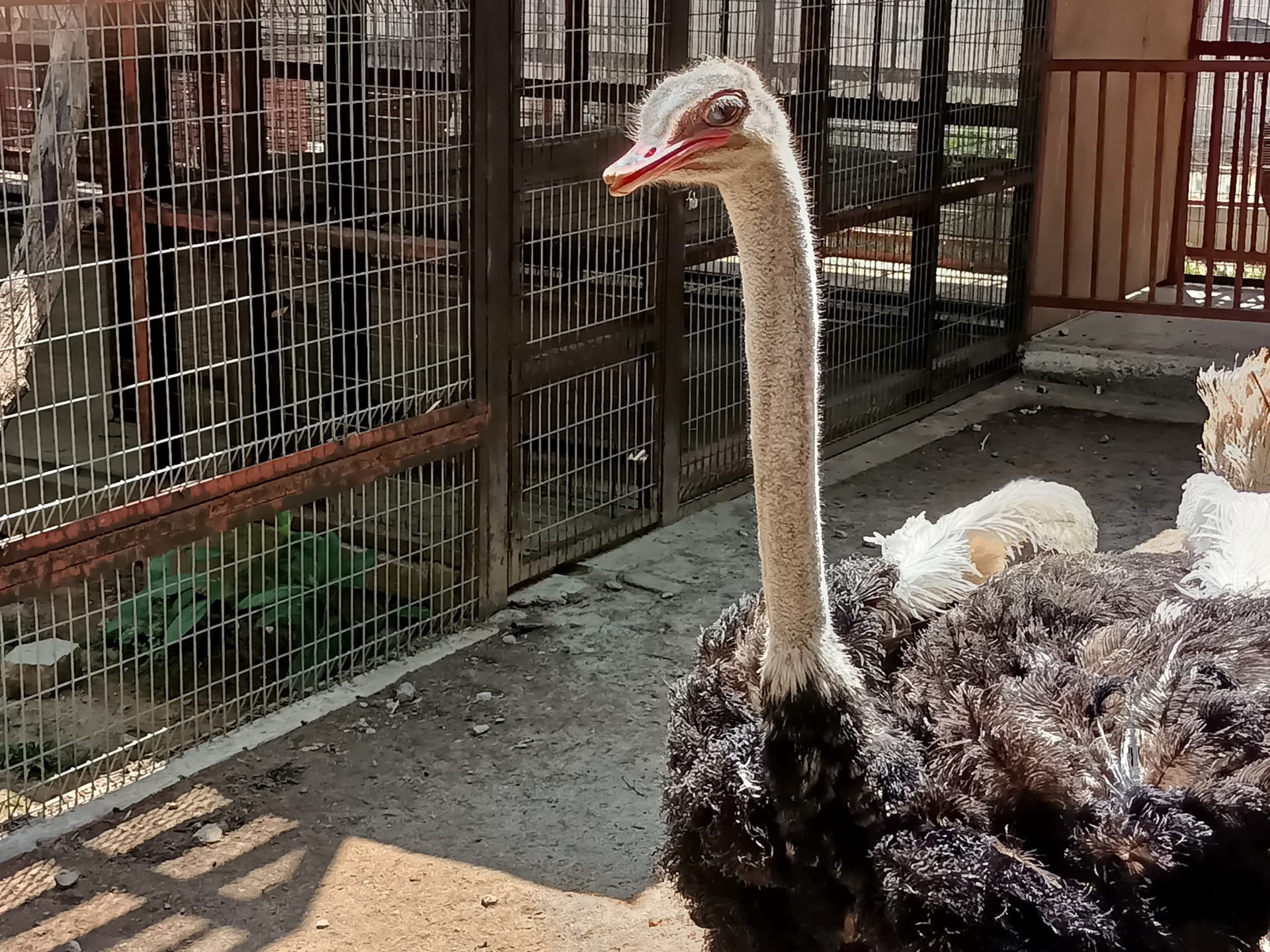 Langkawi Wildlife Park - imagen 16