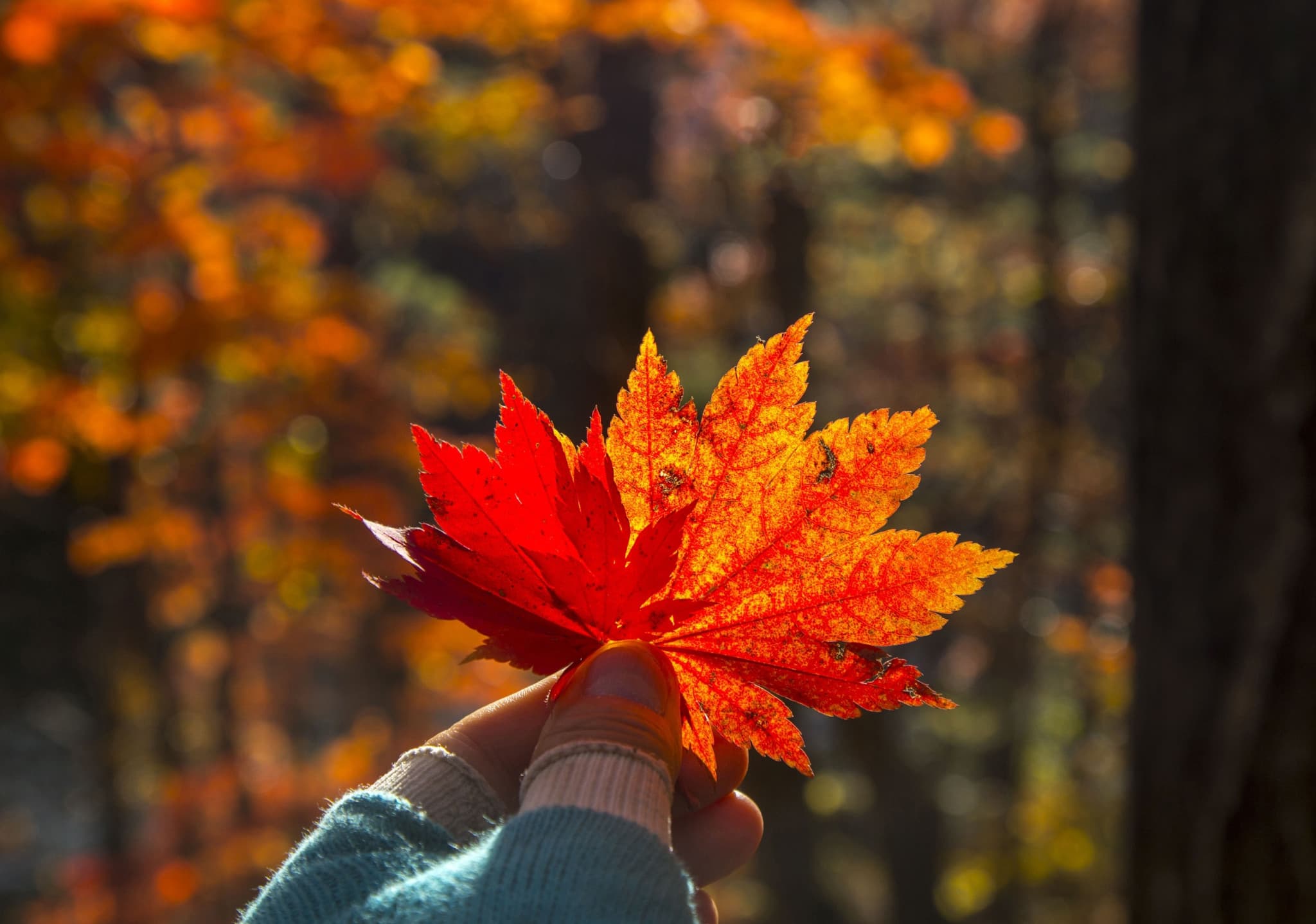 Mt. Seorak National Park Autumn Foliage One Day Tour from Seoul - image 6