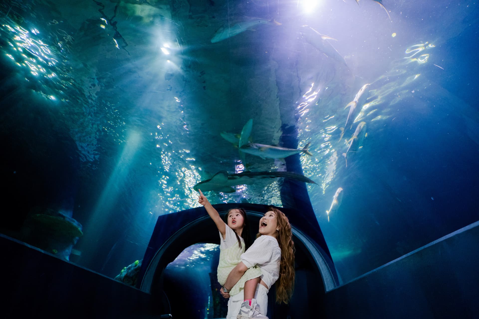 COMBO: Entradas para Melbourne Skydeck + SEA LIFE Melbourne Aquarium - imagen 6
