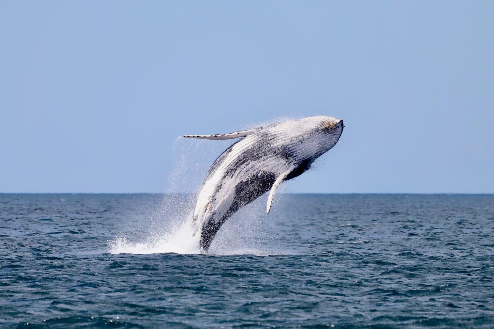 Newcastle Whale Watching Cruise aboard CoastXP - image 6