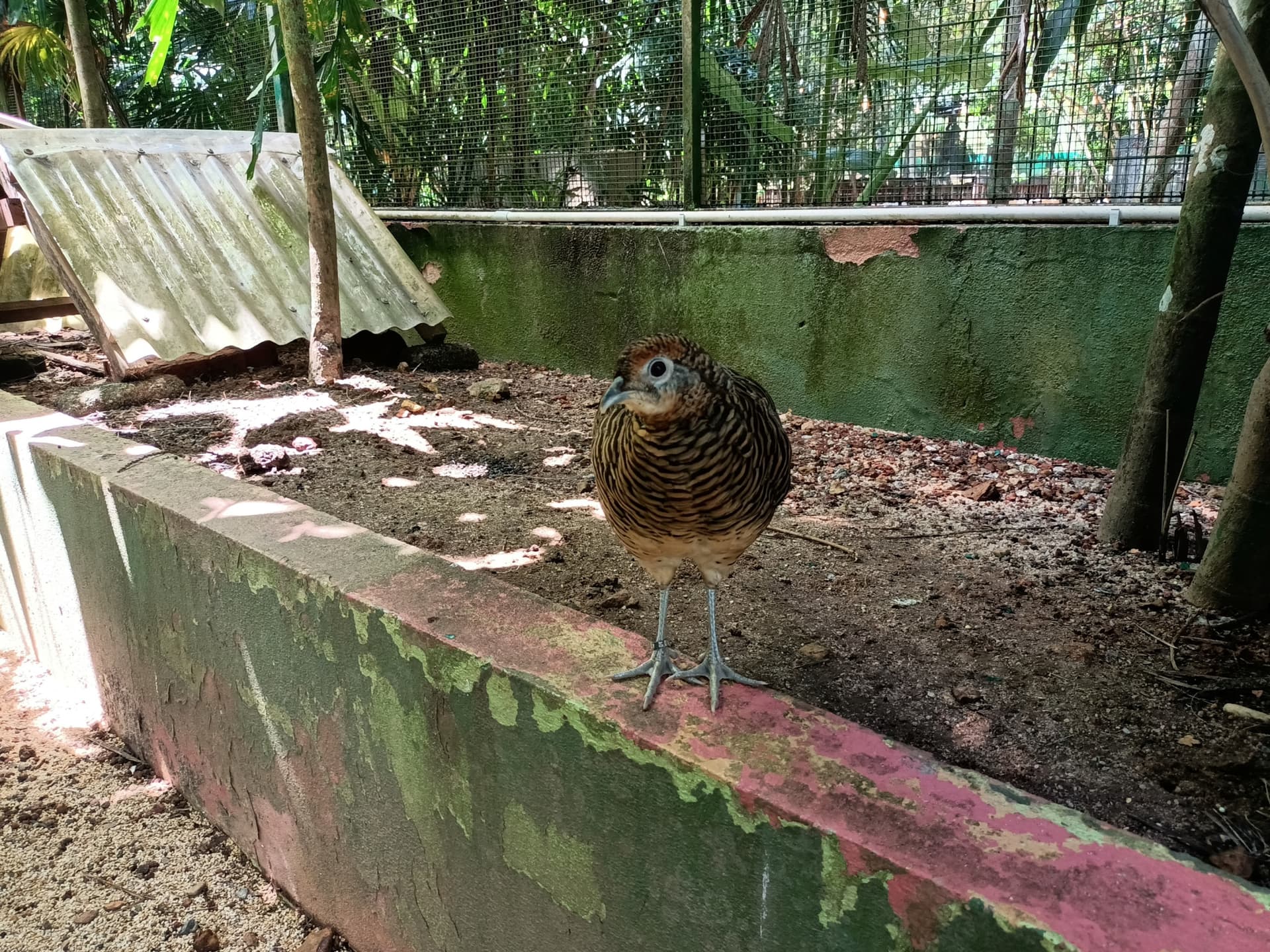 Langkawi Wildlife Park - imagen 11