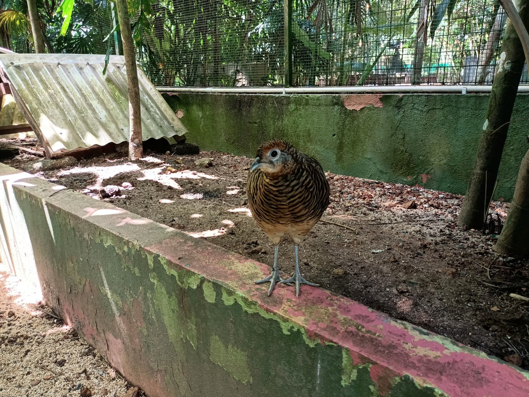 Langkawi Wildlife Park - image 11