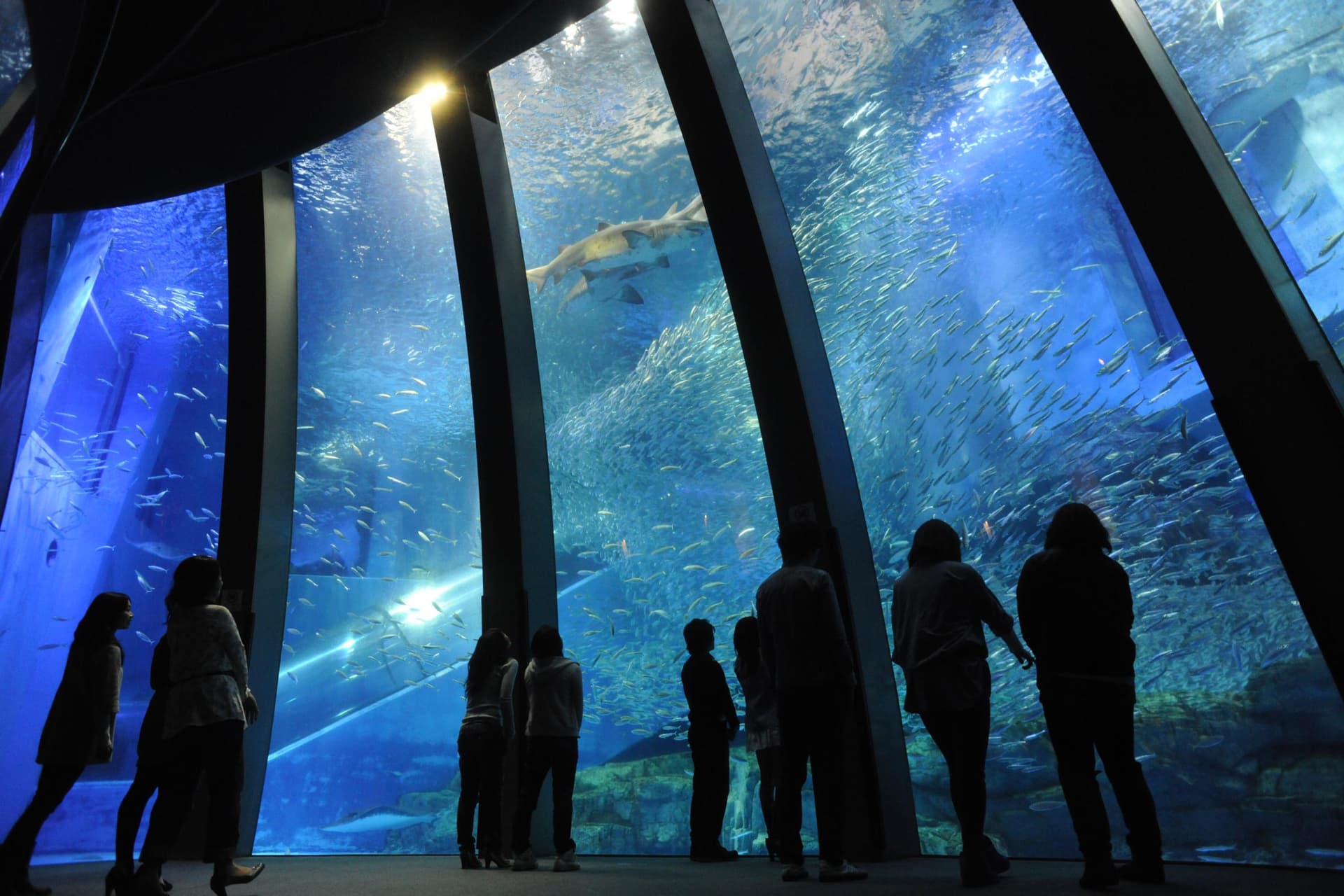 Yokohama Hakkeijima Sea Paradise - imagen 2