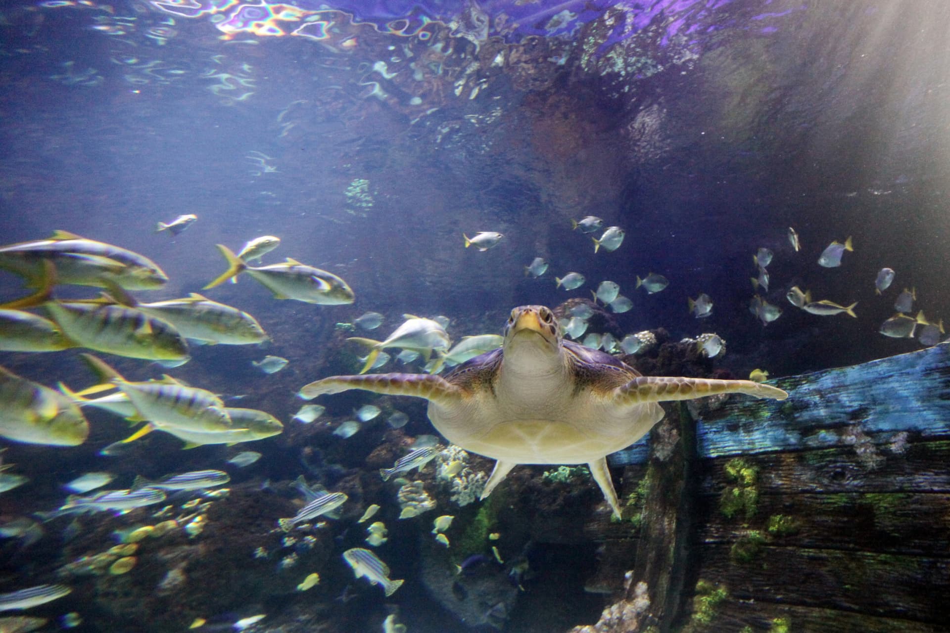 SEA LIFE Timmendorfer Strand Aquarium Ticket - imagen 8