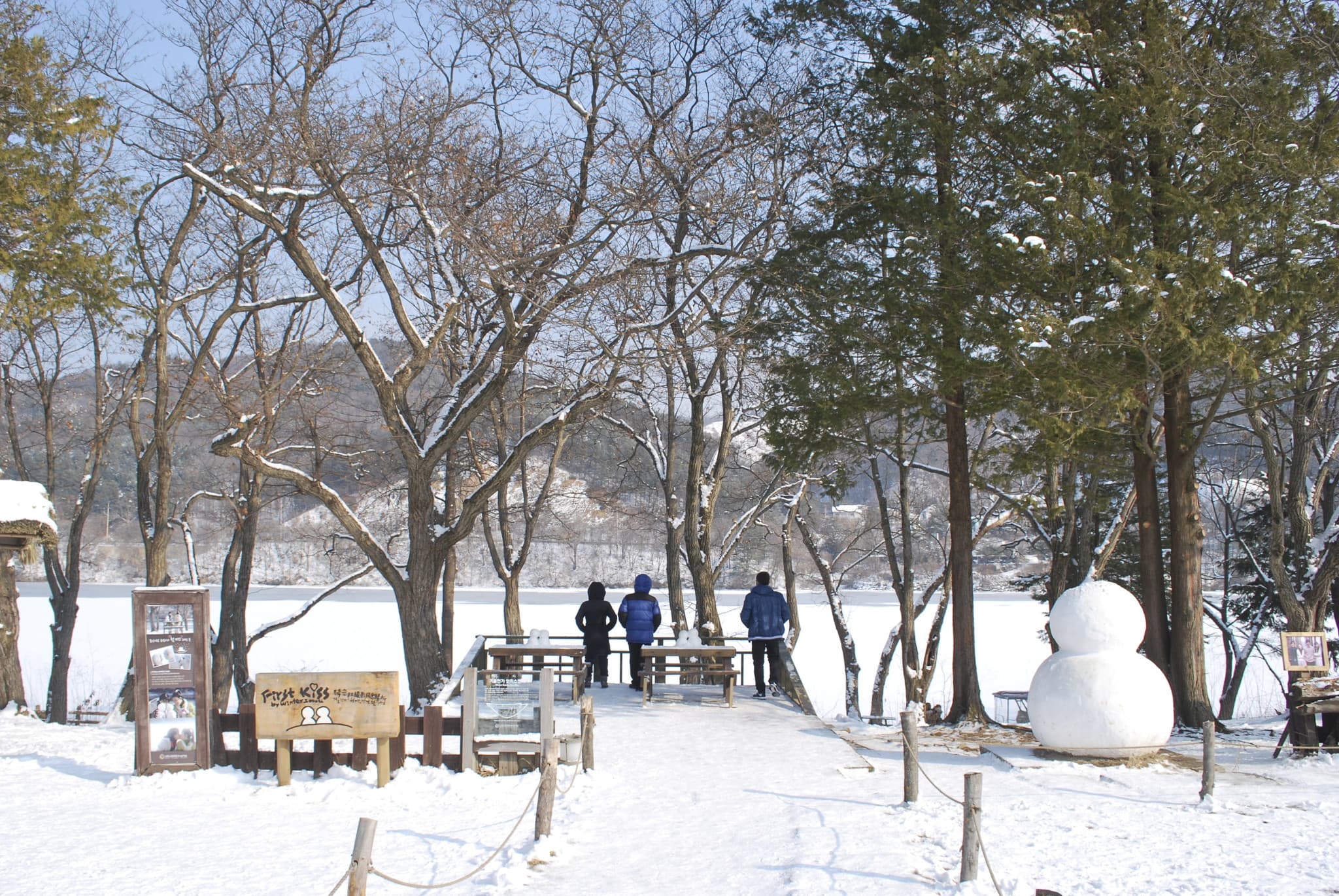 Alpaca World, Nami Island, and Garden of Morning Calm Tour from Seoul - image 13