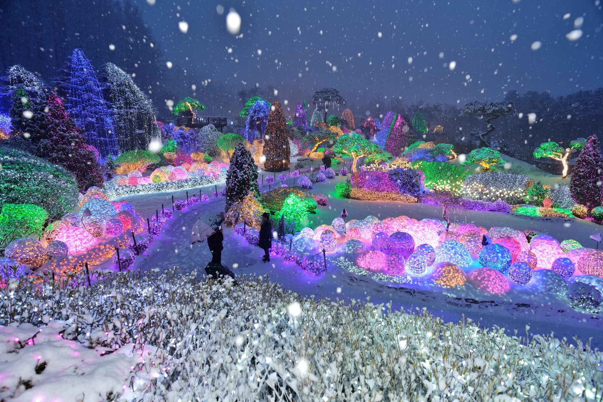 Alpaca World, Nami Island, and Garden of Morning Calm Tour from Seoul - image 8