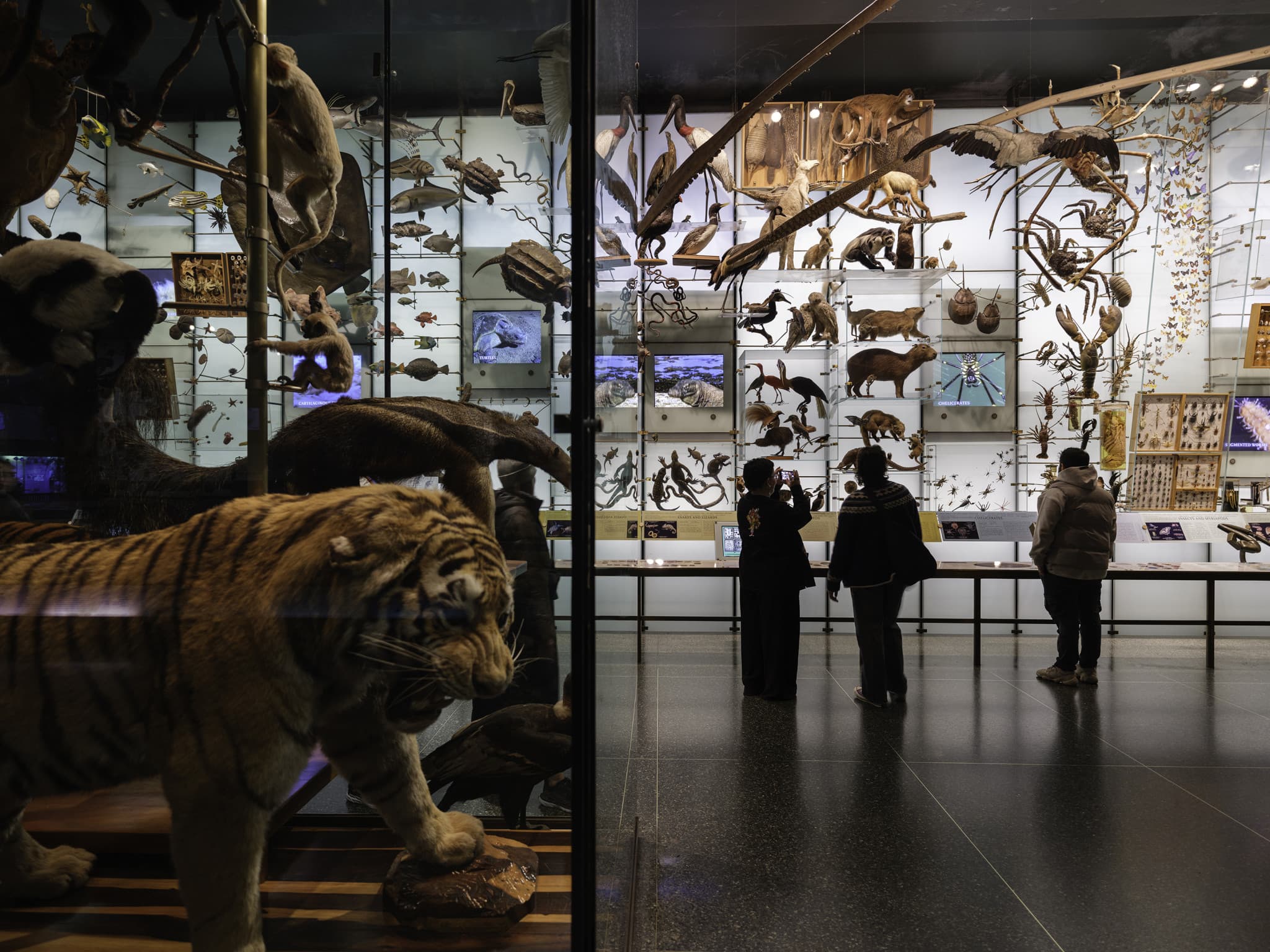 American Museum of Natural History Ticket - image 4