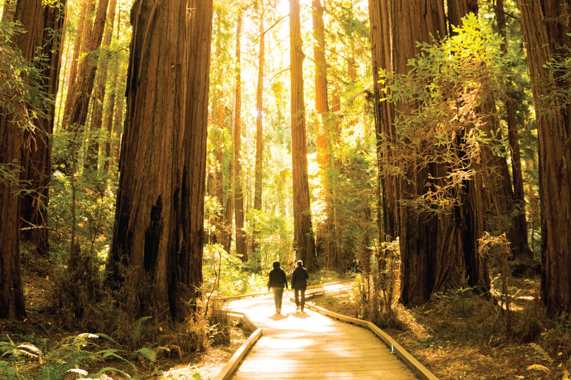 San Francisco Woods & Wine Country Full-Day Tour - image 7