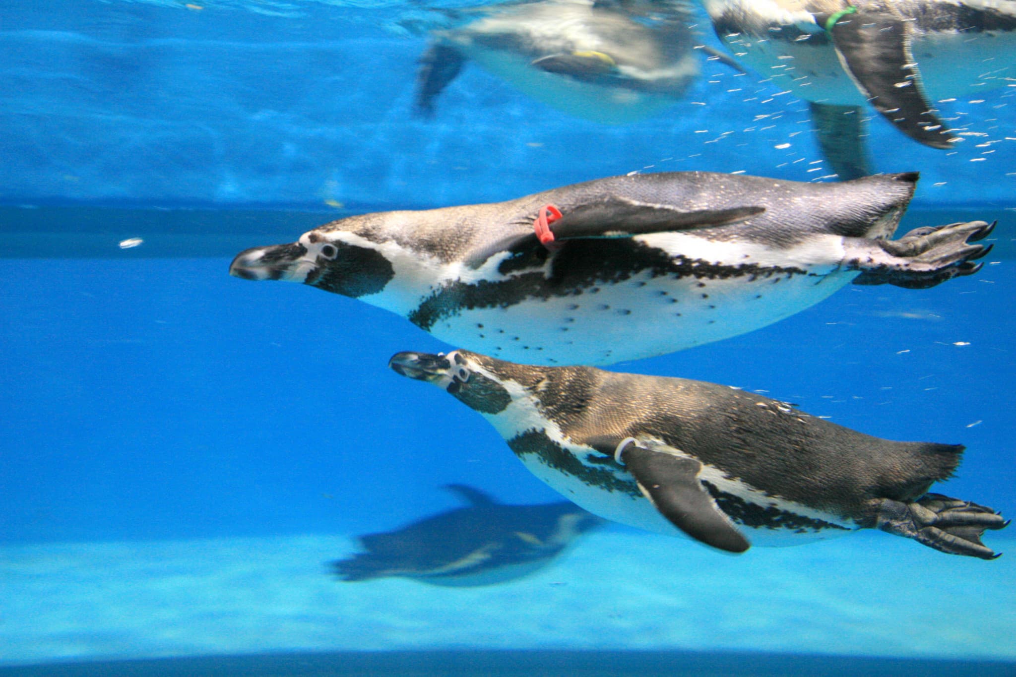 SEA LIFE COEX, Seoul Aquarium Ticket - image 15