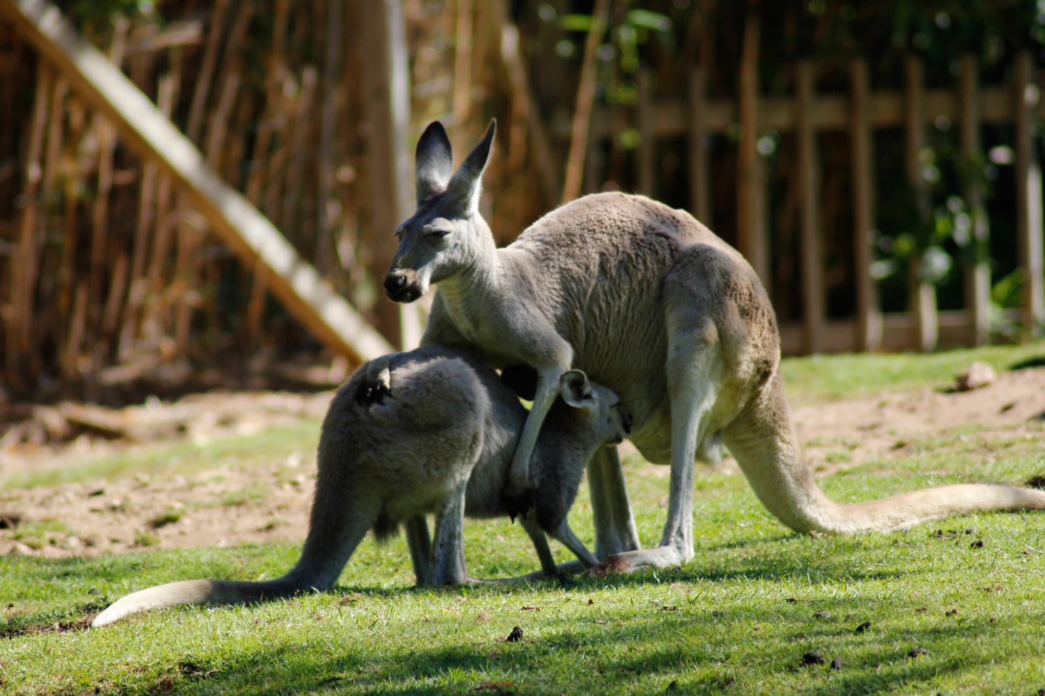 Richmond Village and Bonorong Wildlife Sanctuary Tour - image 15