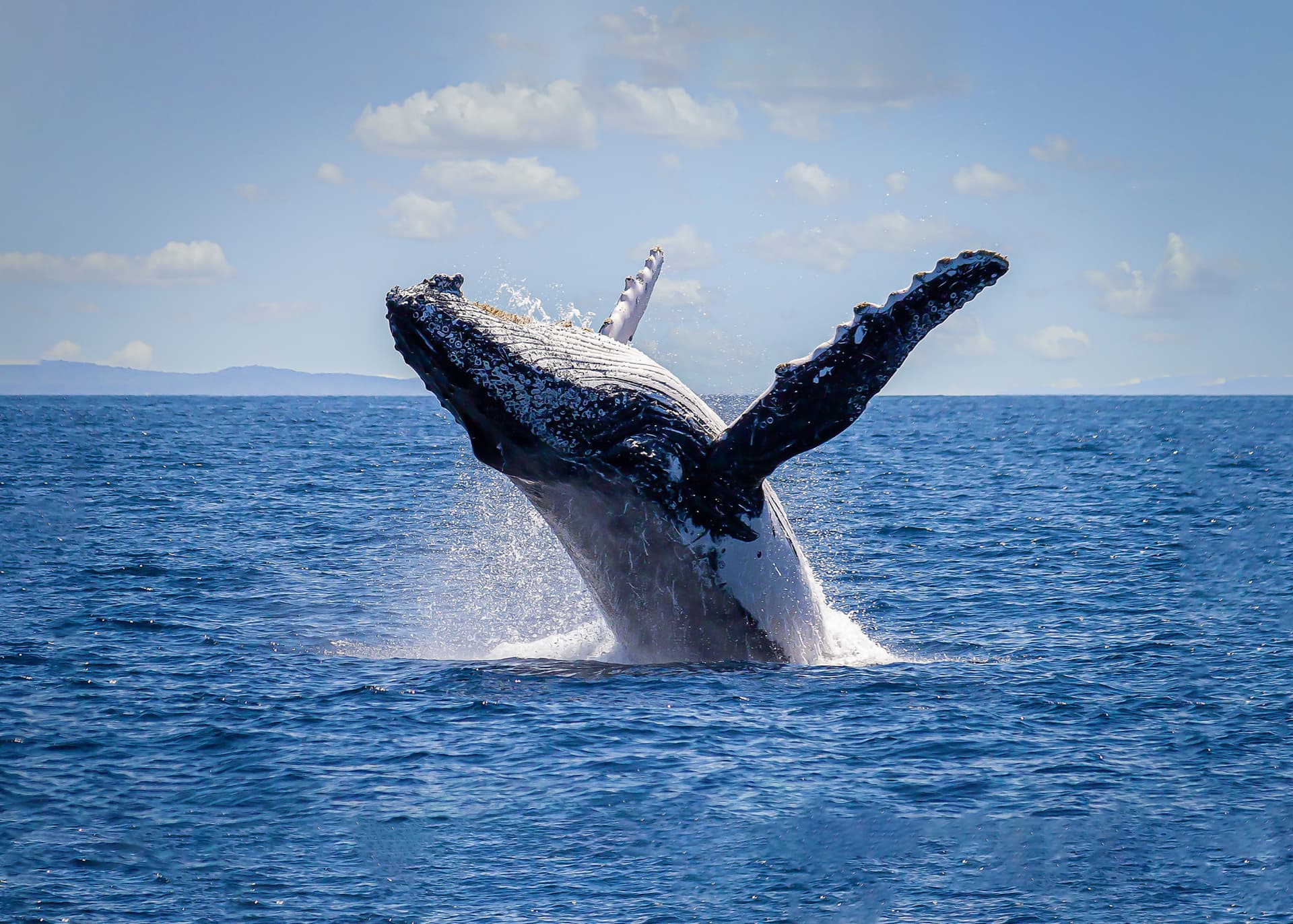 Crucero de avistamiento de ballenas en la bahía de Sídney con Captain Cook Cruises - imagen principal