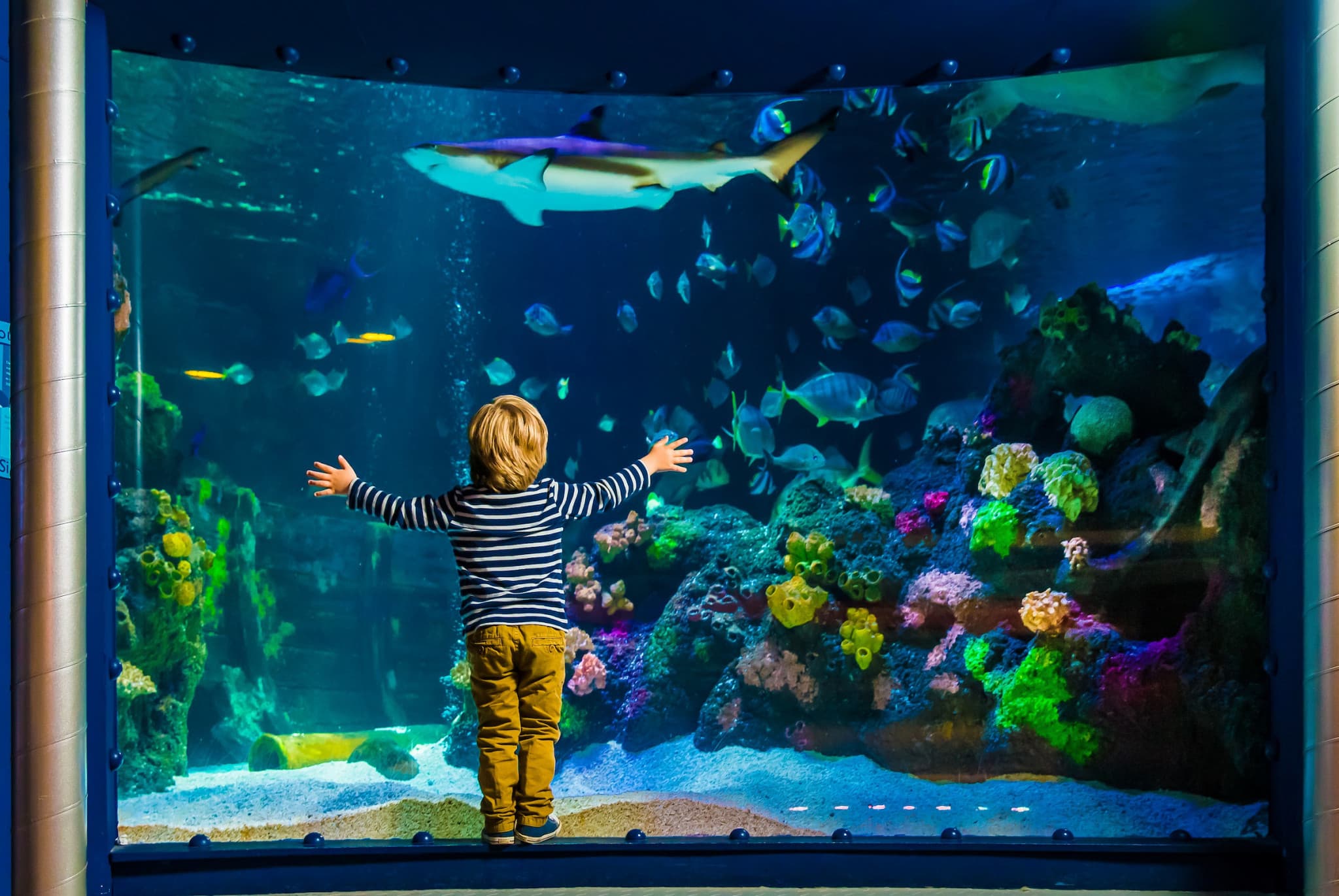 SEA LIFE Timmendorfer Strand Aquarium Ticket - image 11