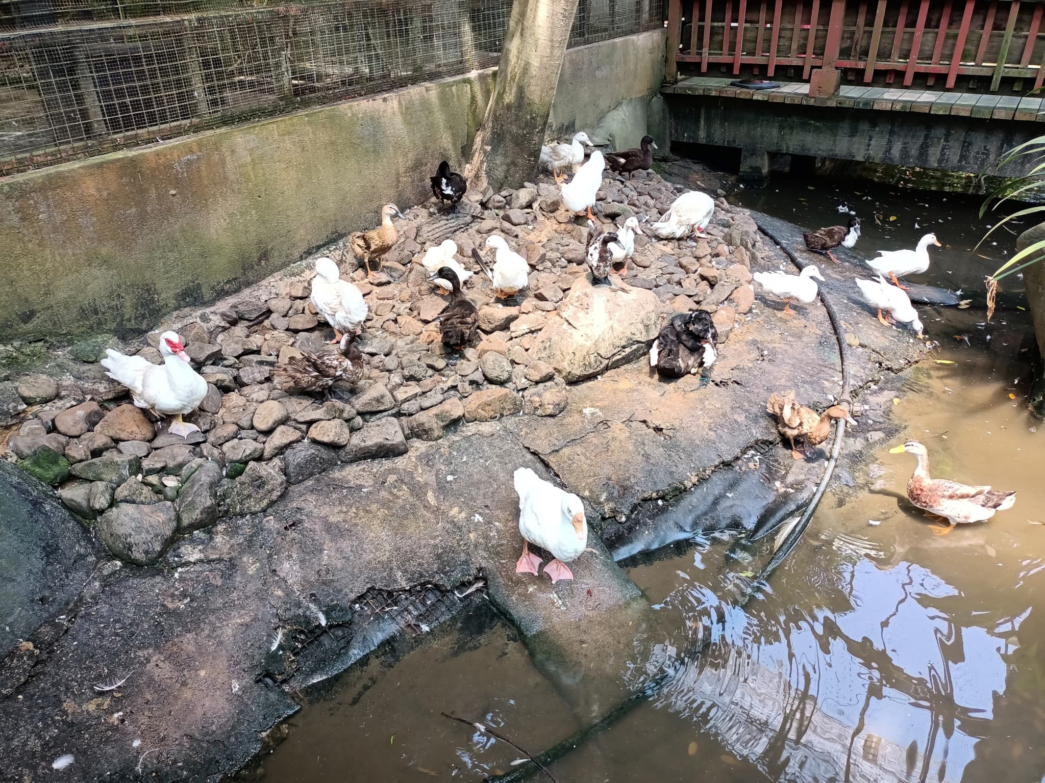 Langkawi Wildlife Park - image 12
