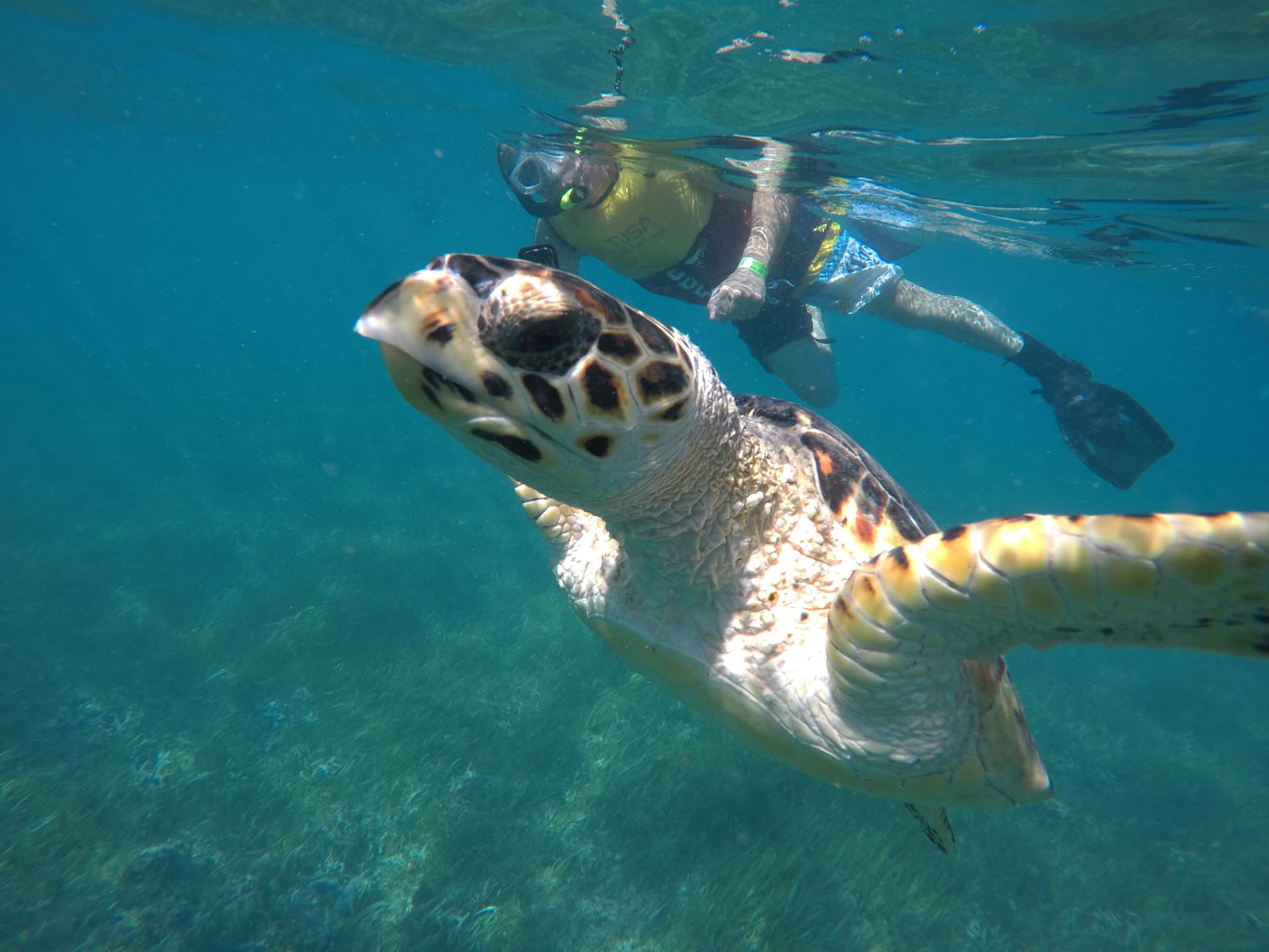 Go City Cancun All-Inclusive Pass: Ahorre hasta un 50% en atracciones - imagen 9