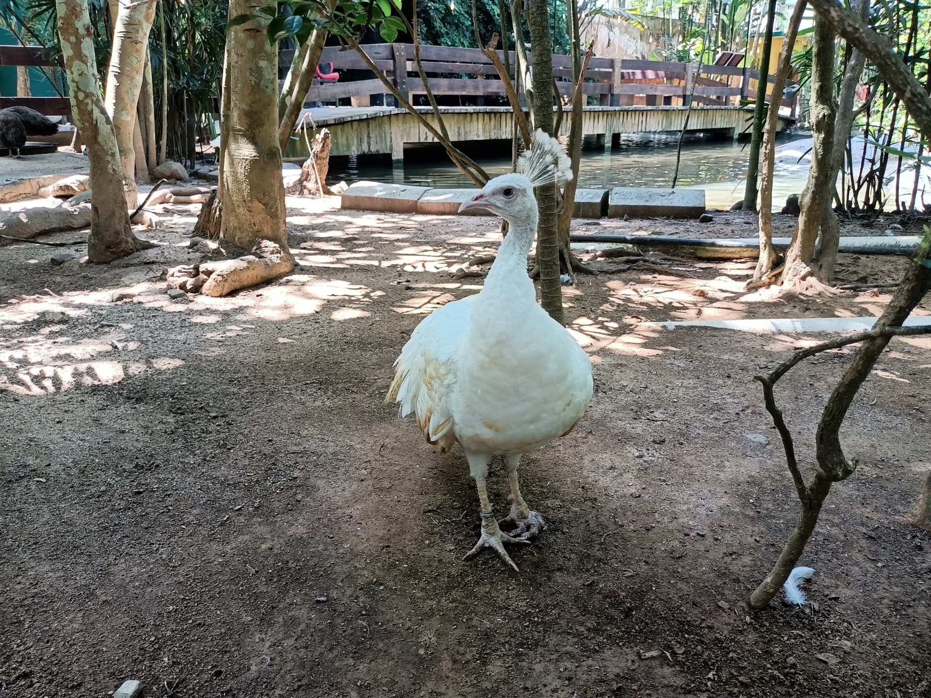 Langkawi Wildlife Park - imagen 10