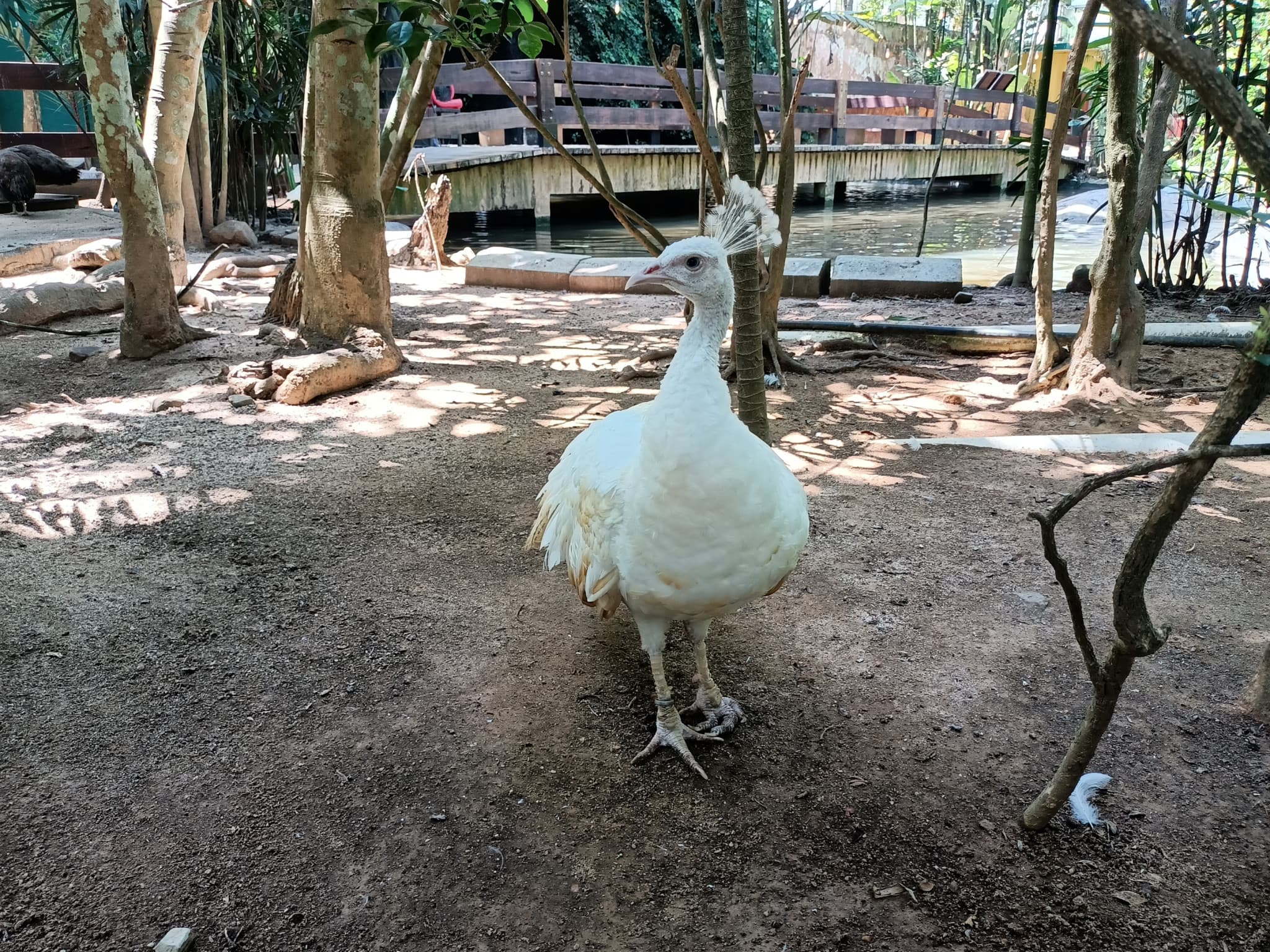 Langkawi Wildlife Park - image 10