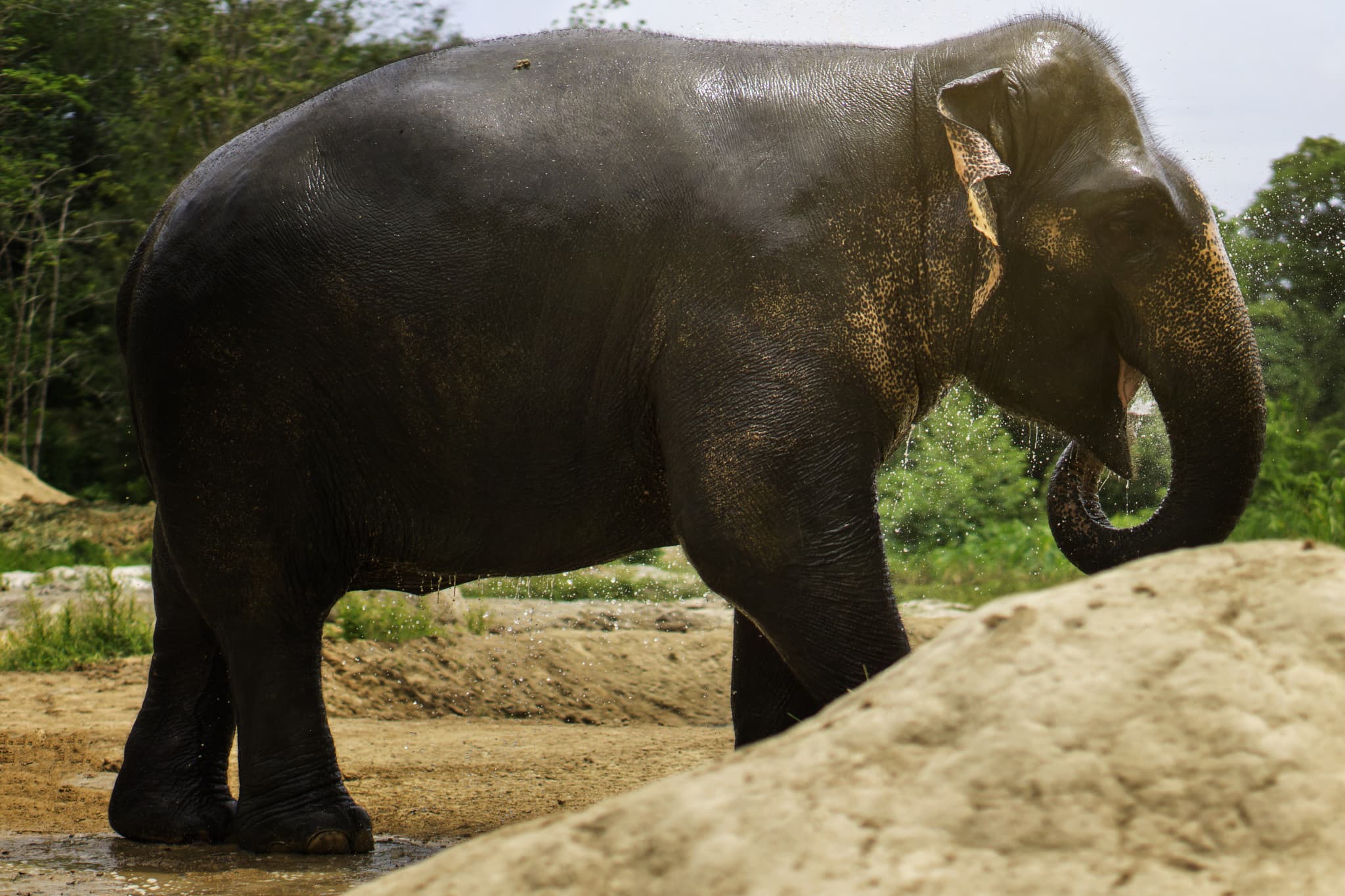 Elephant Jungle Sanctuary Pattaya - image 6