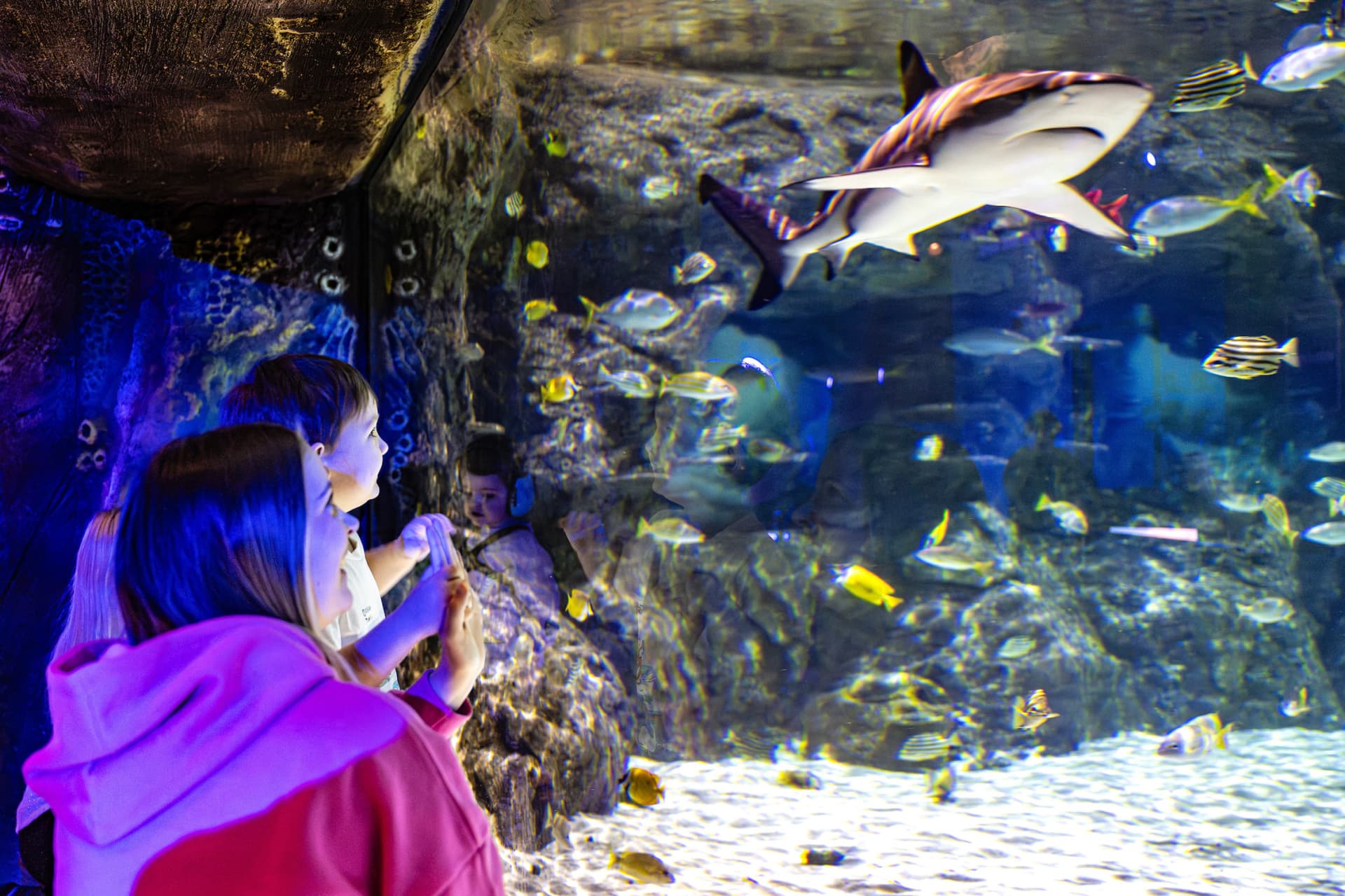 SEA LIFE Brighton Ticket - image 9