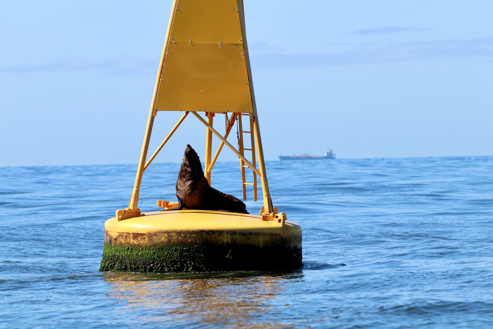 Newcastle Whale Watching Cruise aboard CoastXP - image 8