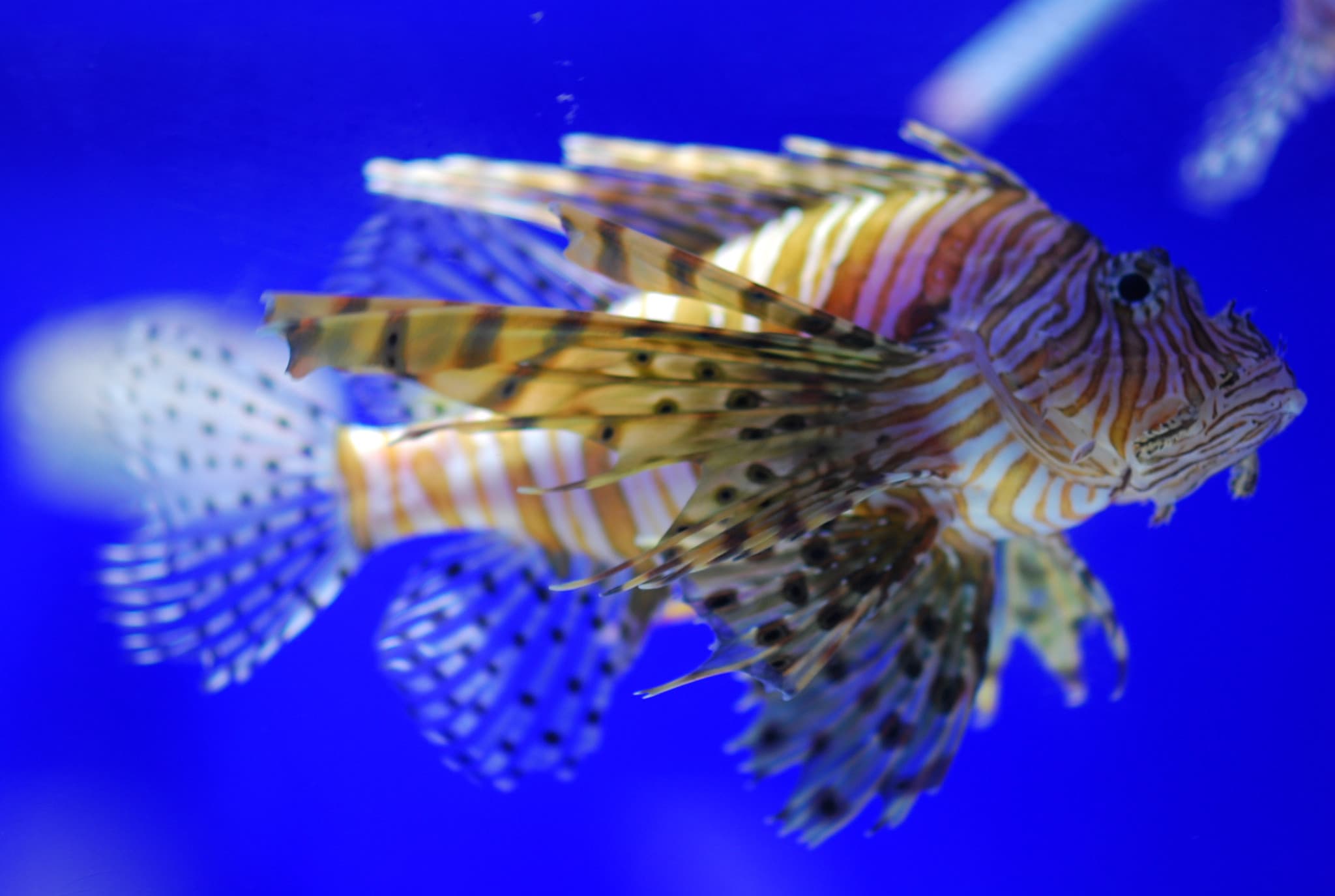 SEA LIFE COEX, Seoul Aquarium Ticket - image 13