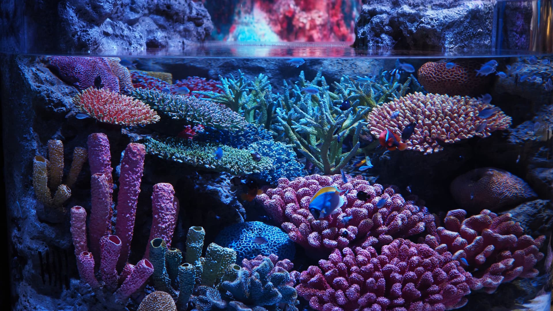COMBO: Entradas para SEA LIFE Bangkok Ocean World + Madame Tussauds Bangkok - imagen 8