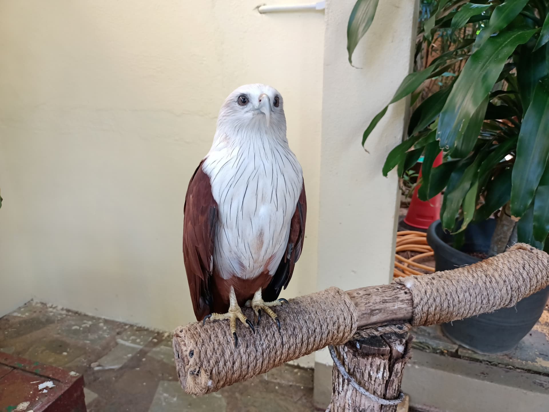 Langkawi Wildlife Park - imagen 8