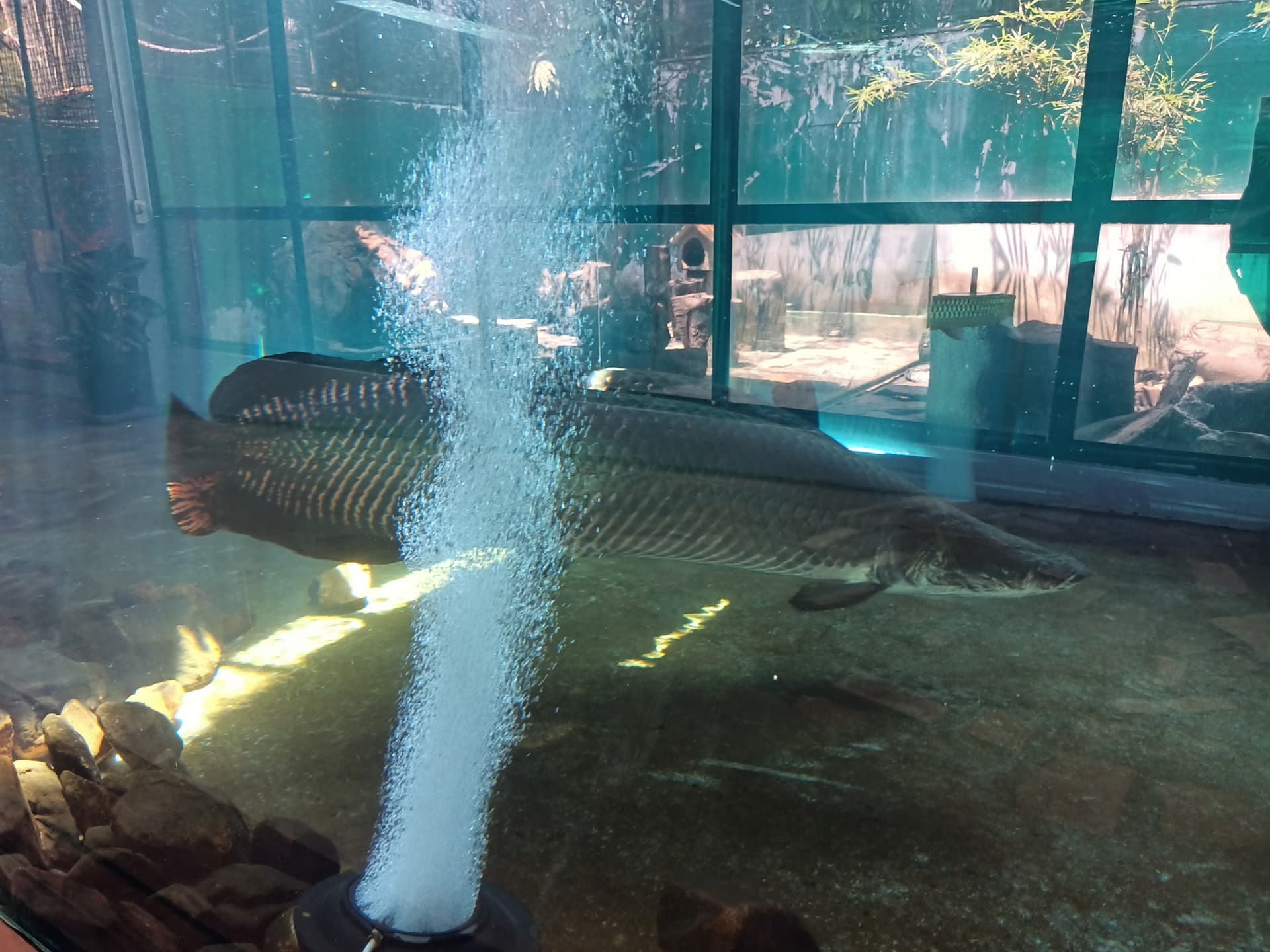 Langkawi Wildlife Park - imagen 15