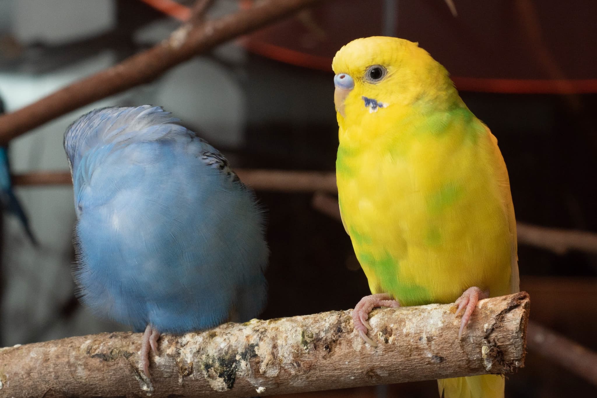 Just Farm Indoor Zoo Kuala Lumpur  (Previously Known As Just Pets Megastore) - image 17