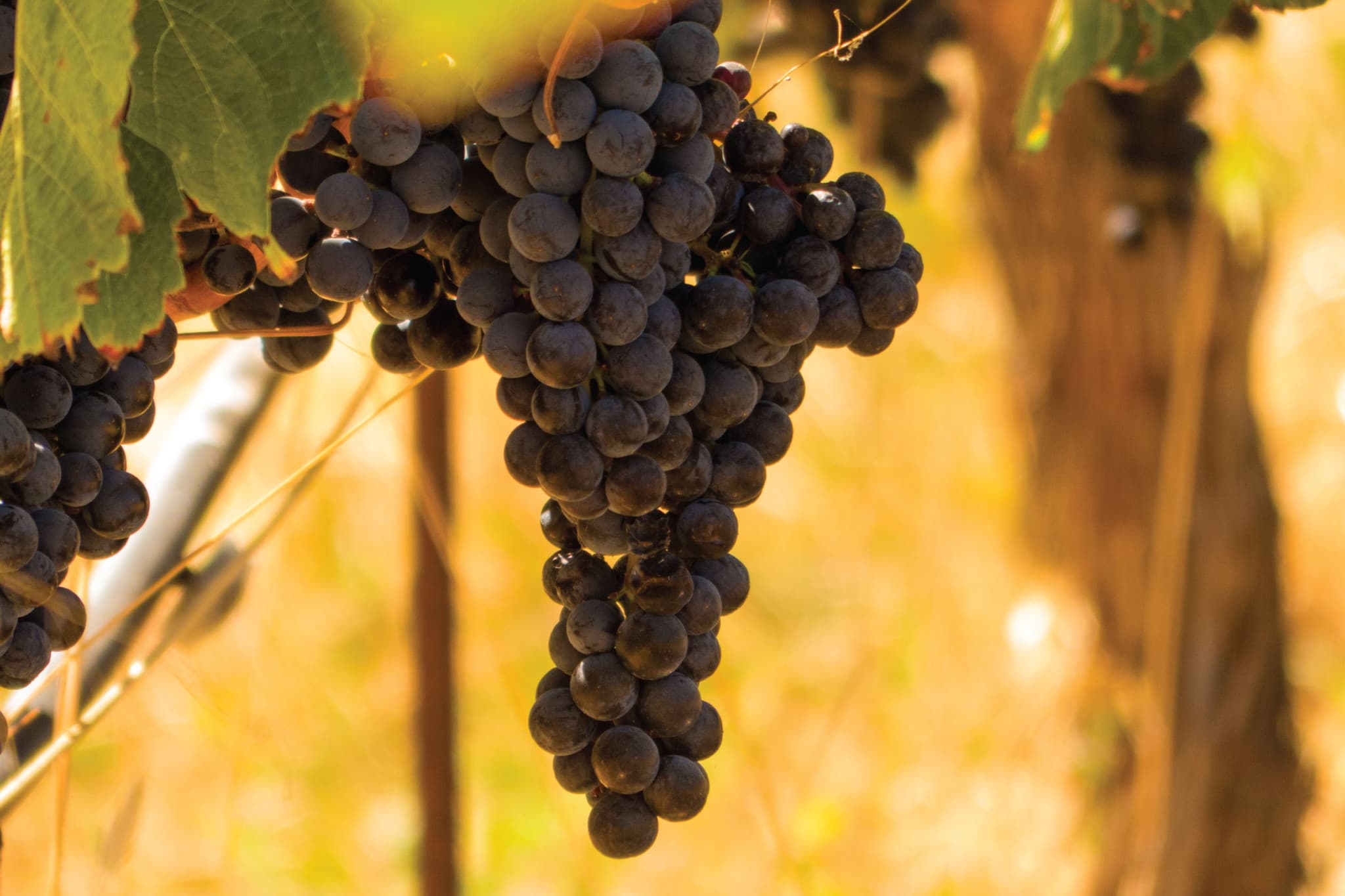 San Francisco Full-Day Wine Country Tour - image 7
