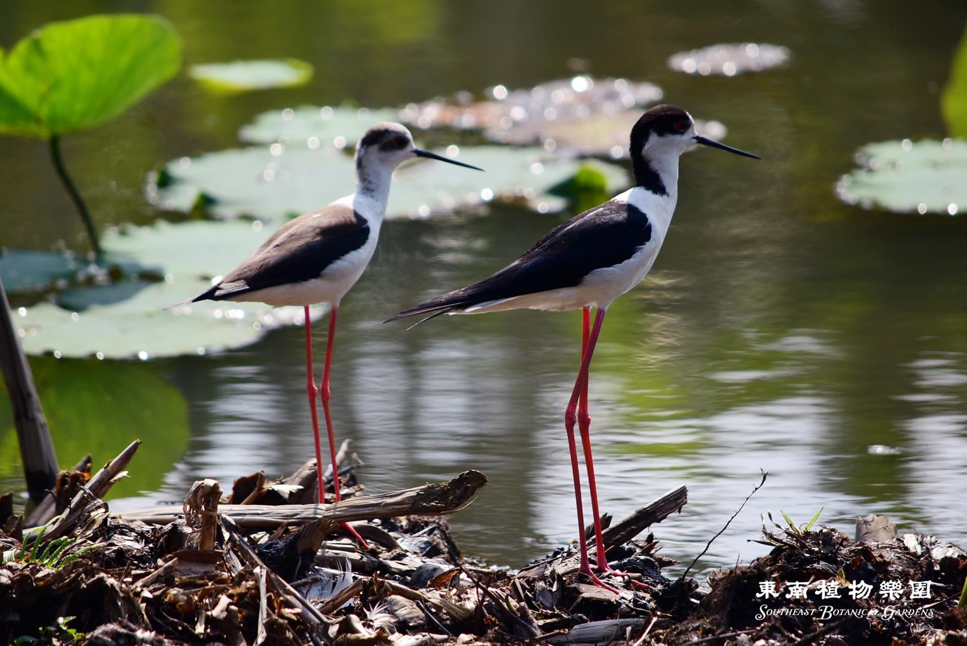 Okinawa Southeast Botanical Gardens - image 31